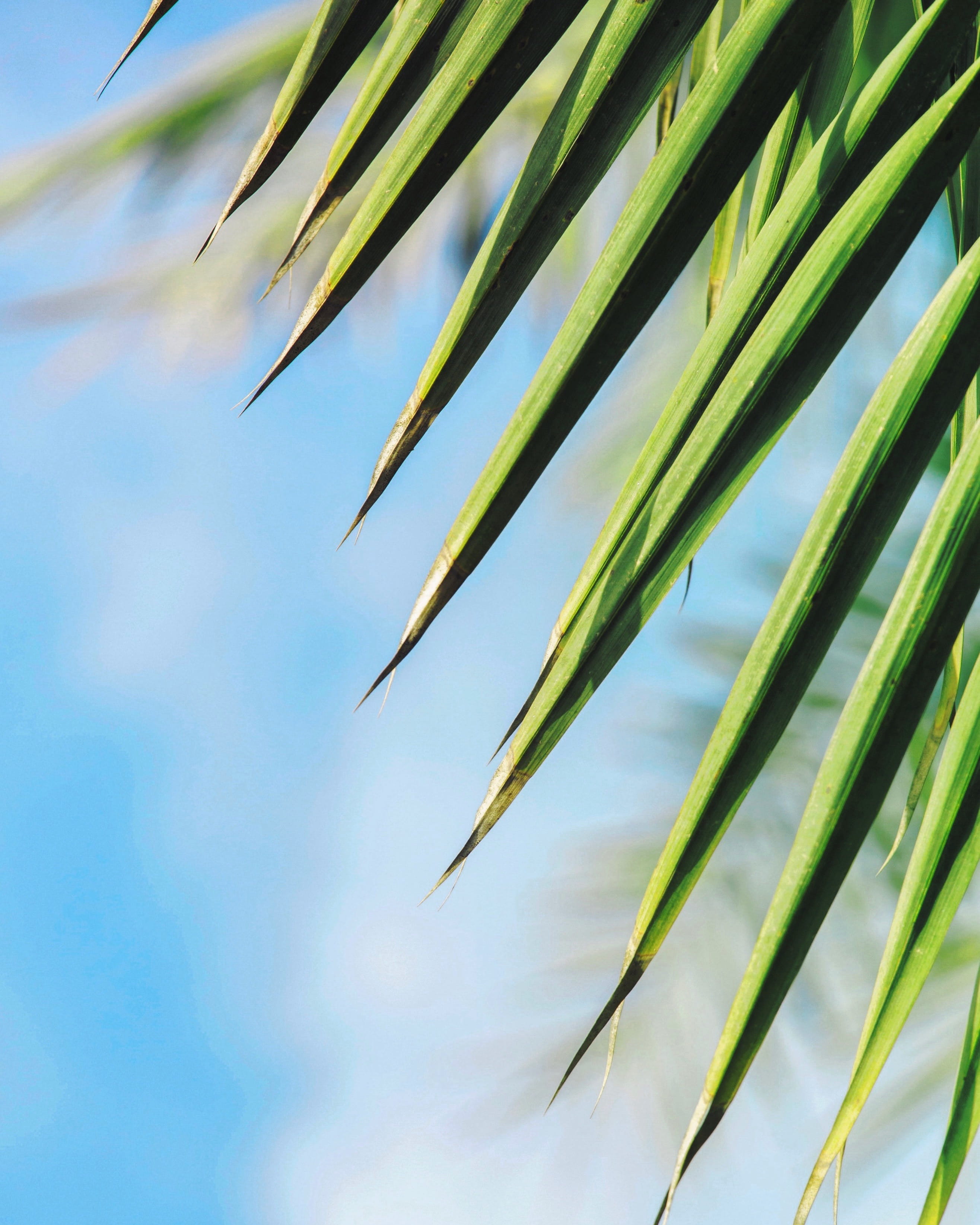 plant part, summer, oman, close-up, palm leaf, lookingup, green color, nature, al kharais st, blade of grass, focus on foreground, palm, cloud - sky, outdoors, Phone HD Wallpaper