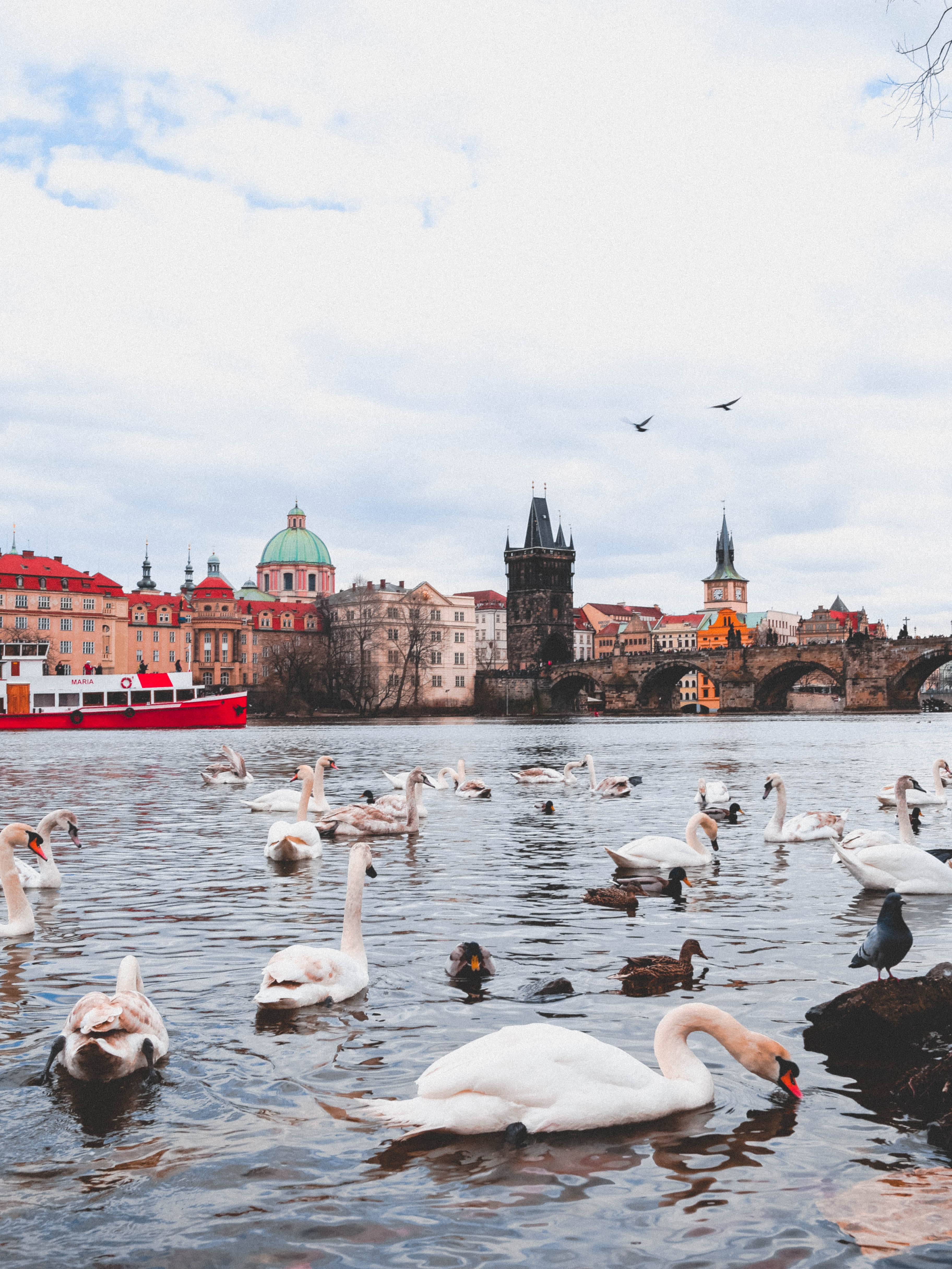town, city, perspective, flock of birds, animal themes, animal wildlife, cloud - sky, vertebrate, czech, day, lookingup, animals in the wild, group of animals, Phone HD Wallpaper