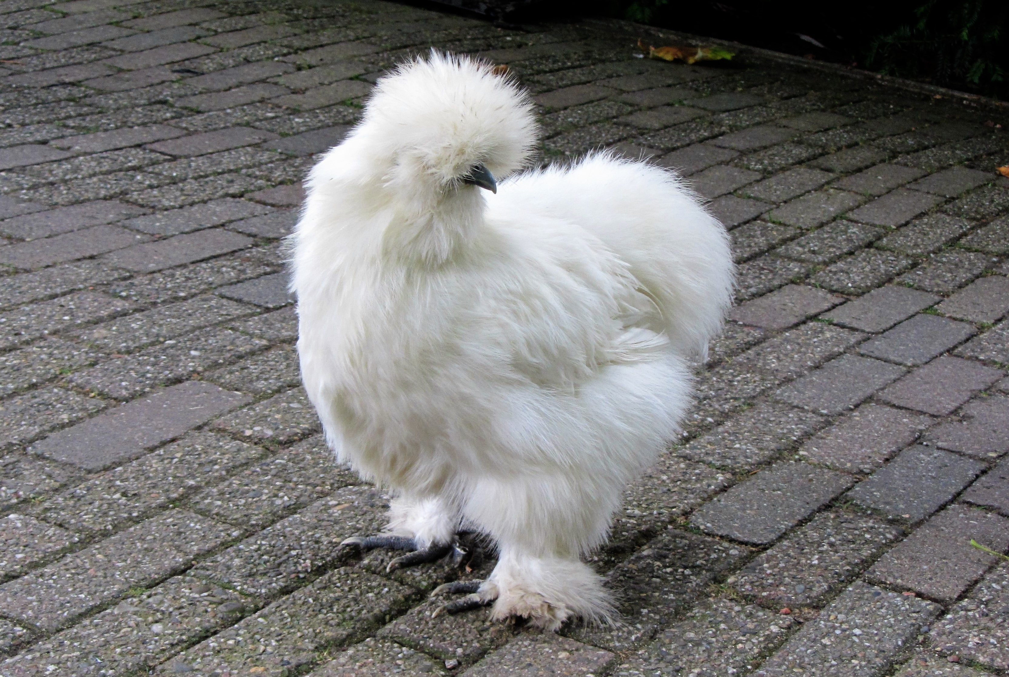silkie, feathers, 2K, chicken, HD Wallpaper