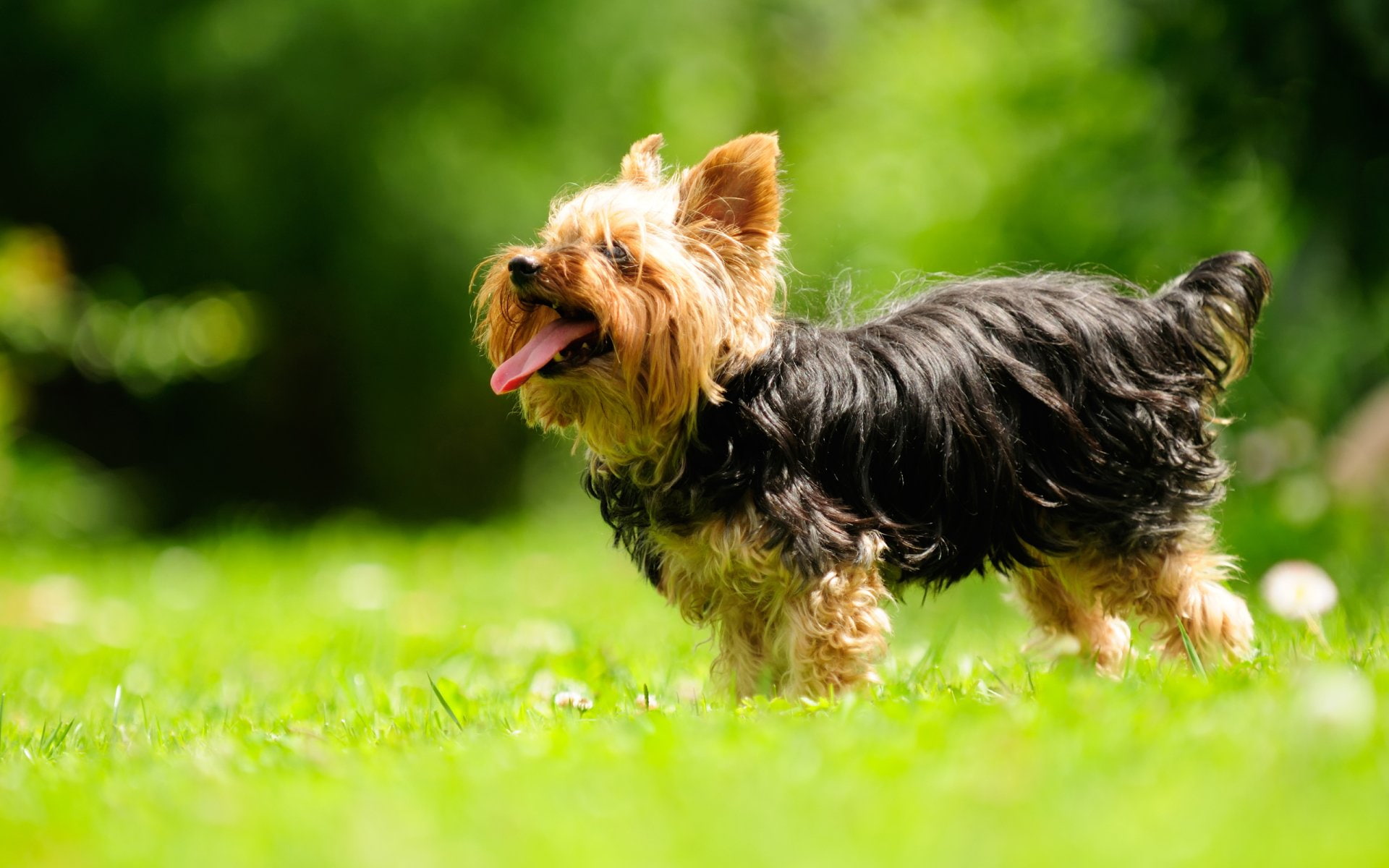 Silky Terrier, 1080P, Dogs, HD Wallpaper