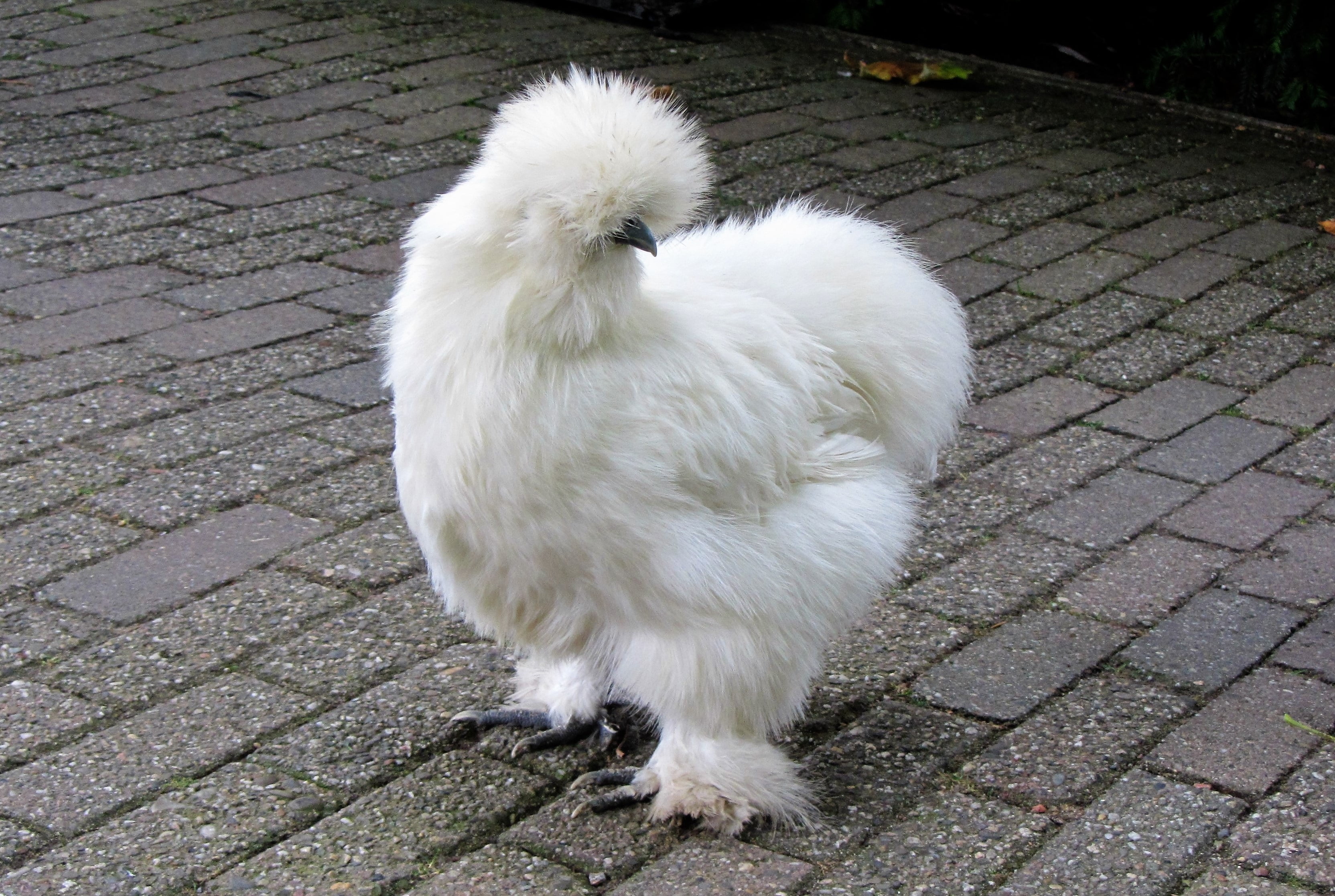 bird, domestic Animals, mammal, grass, young Animal, brown, silkie, day, white, pets, cute, one animal, feathers, 2K, no people, white color, nature, farm, HD Wallpaper