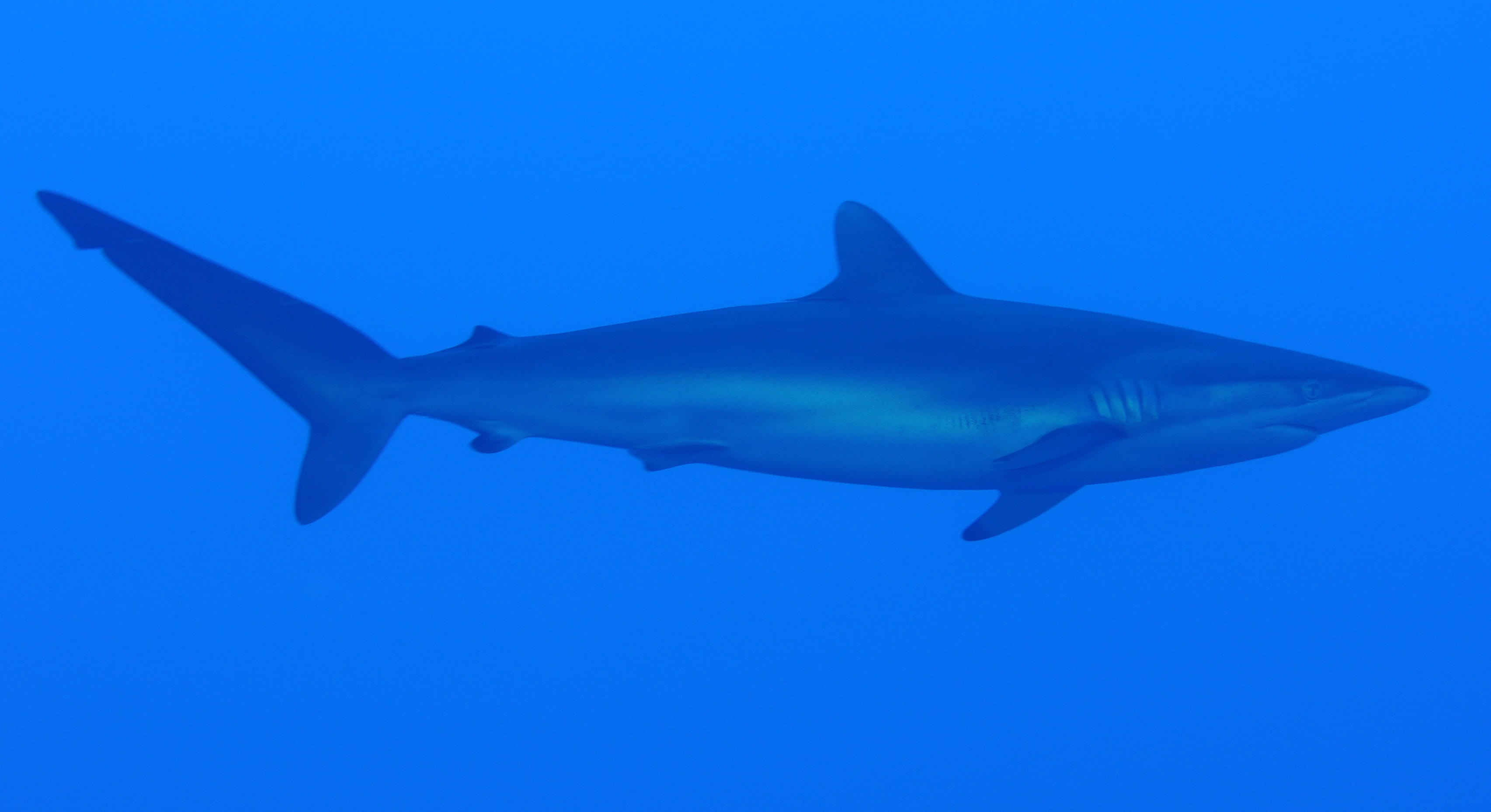 undersea, nature, sea life, sea, 2K, silky, giant, vertebrate, animals in the wild, underwater, fish, saltwater fish, no people, animal wildlife, swimming, HD Wallpaper