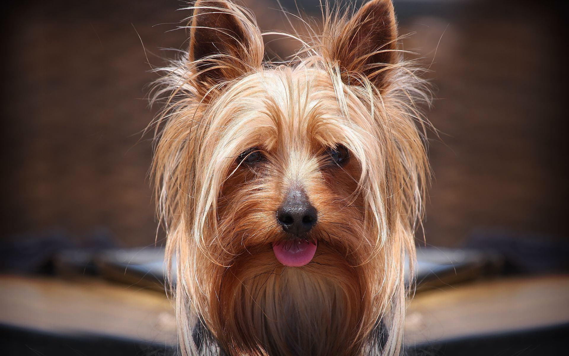 Dogs, 1080P, Silky Terrier, HD Wallpaper