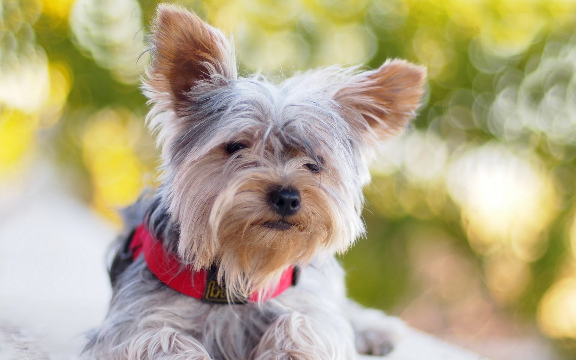 Silky Terrier, 1080P, Dogs, HD Wallpaper