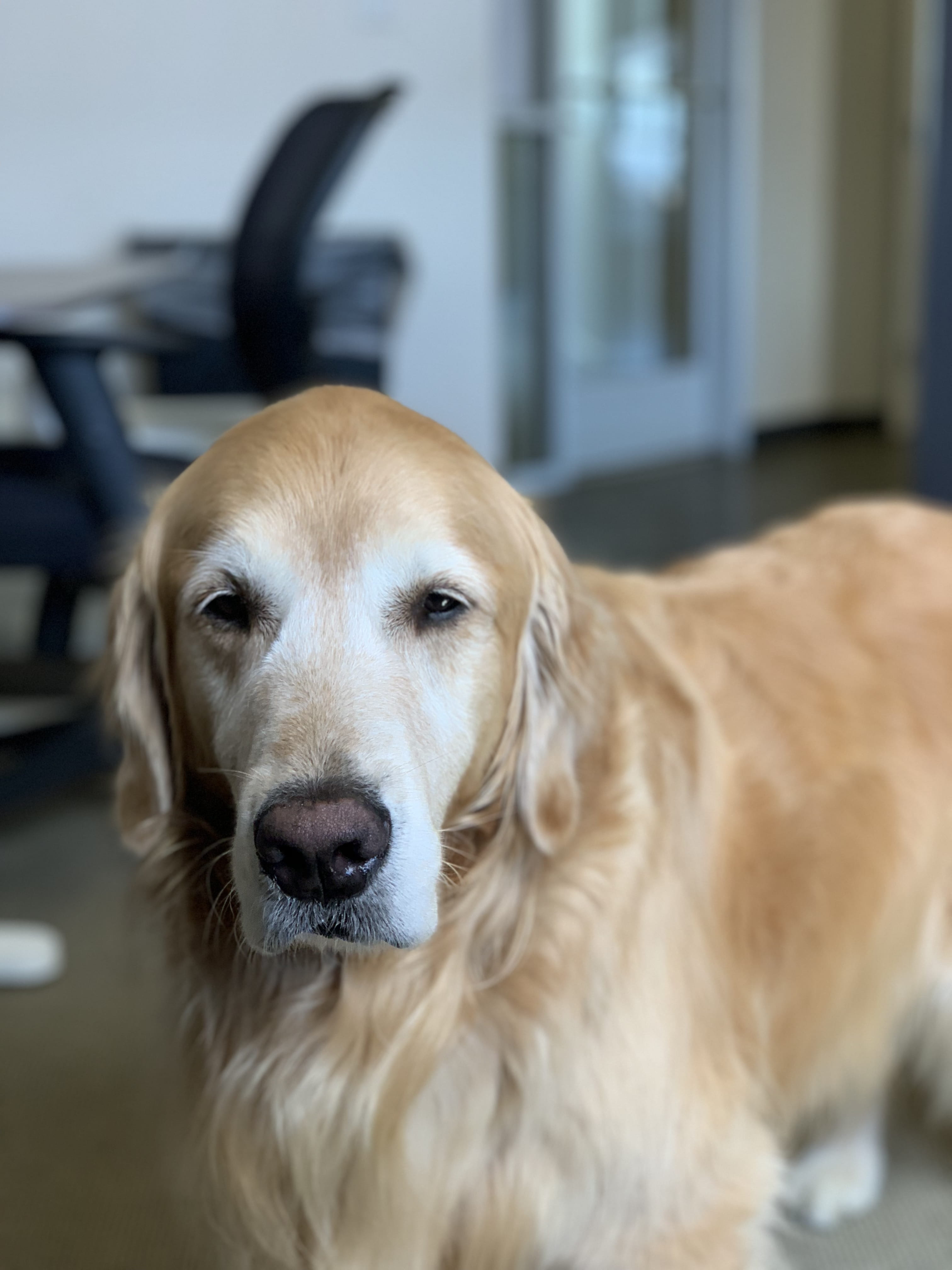 golden retriever, coated, near, retriever, portrait, animal body part, pets, focus on foreground, domestic, indoors, animal head, domestic animals, fur, Phone HD Wallpaper