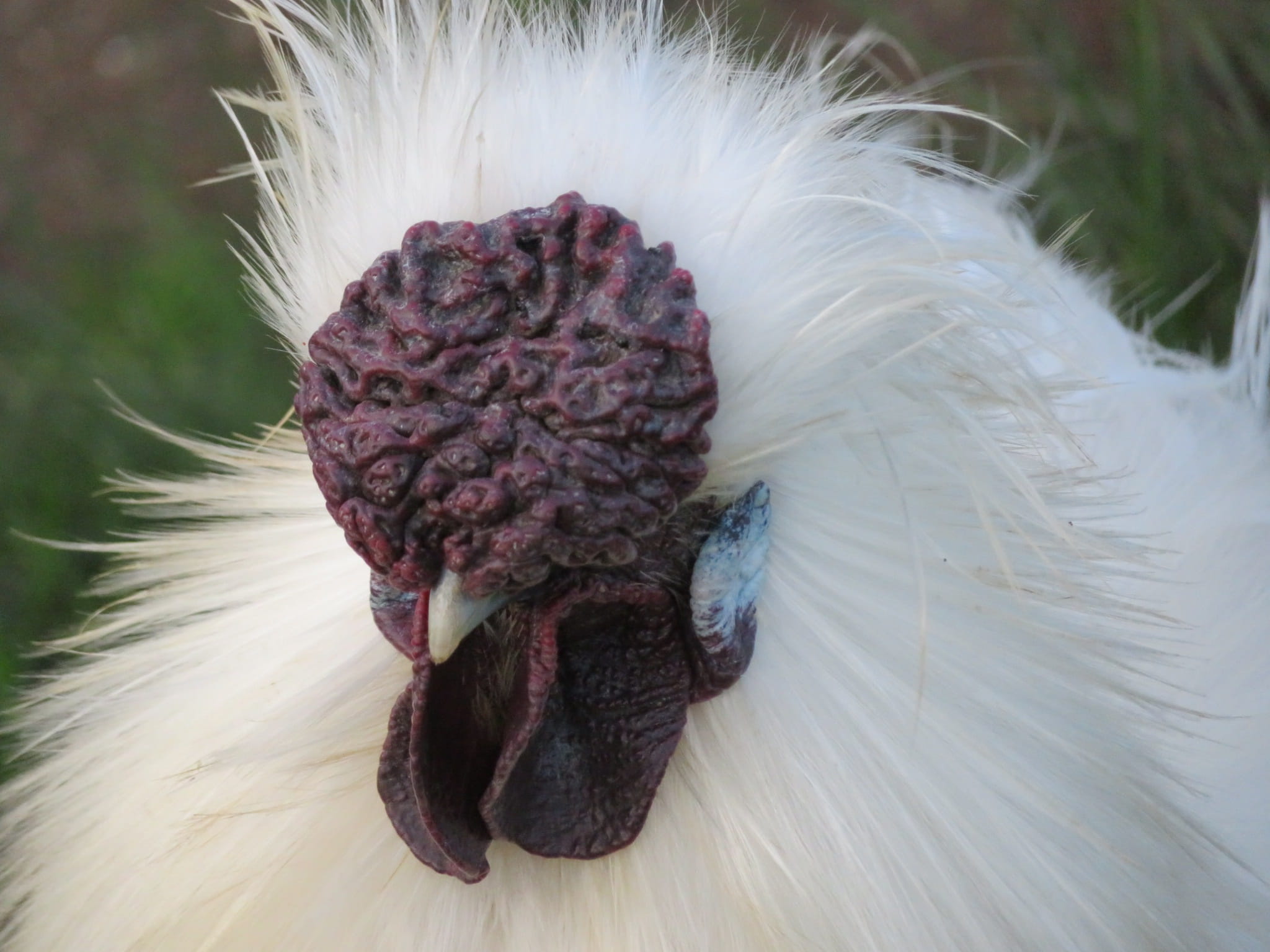 animal wildlife, outdoors, white, beauty in nature, Chicken, 1080P, growth, freshness, cute, inflorescence, animal themes, close-up, flowering plant, Silkie, HD Wallpaper