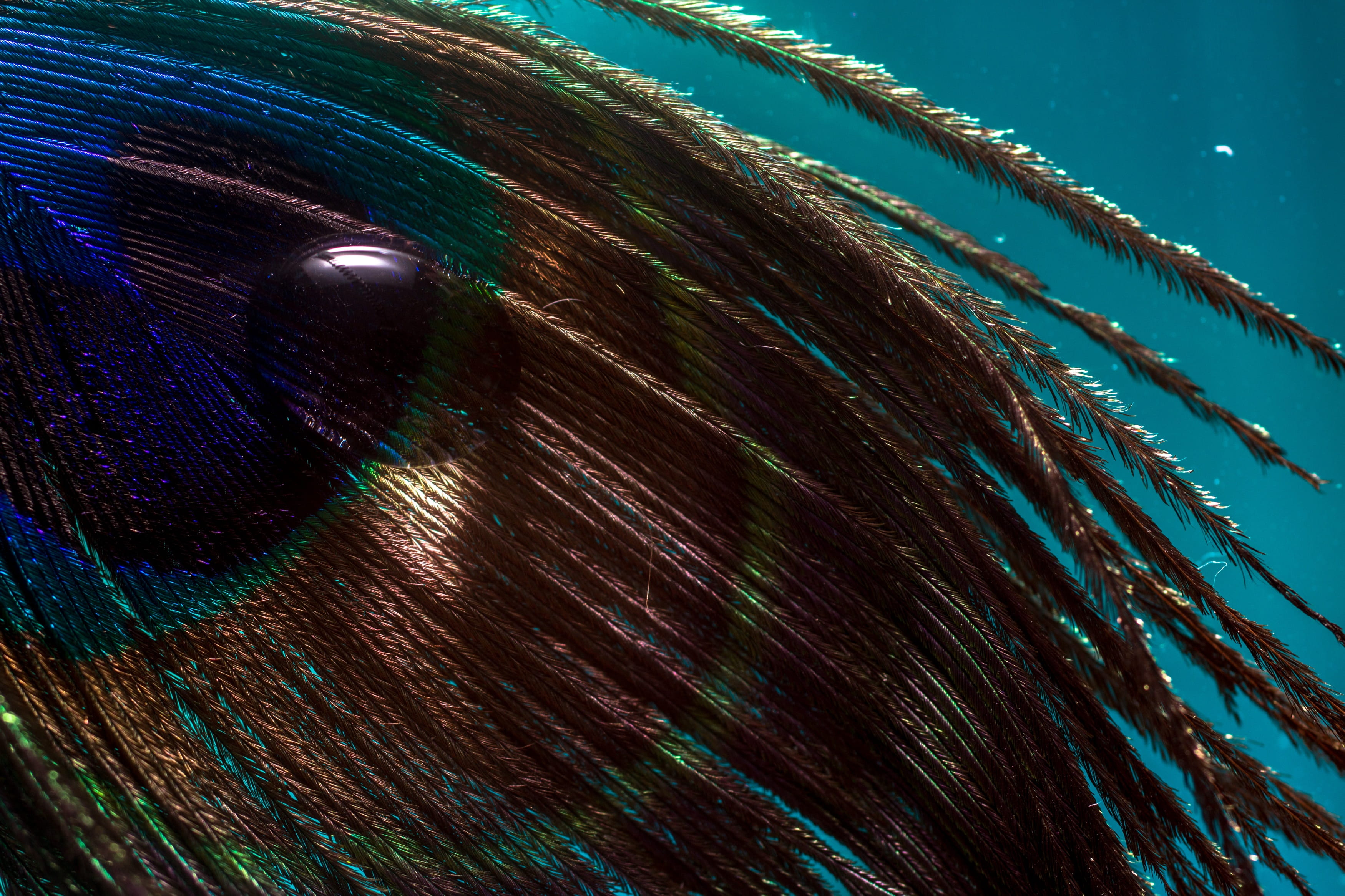 animal, full frame, outdoors, drop, sea, close-up, color, bird, beauty in nature, animal themes, 2K, high angle view, pattern, droplet, day, feather, sunlight, HD Wallpaper