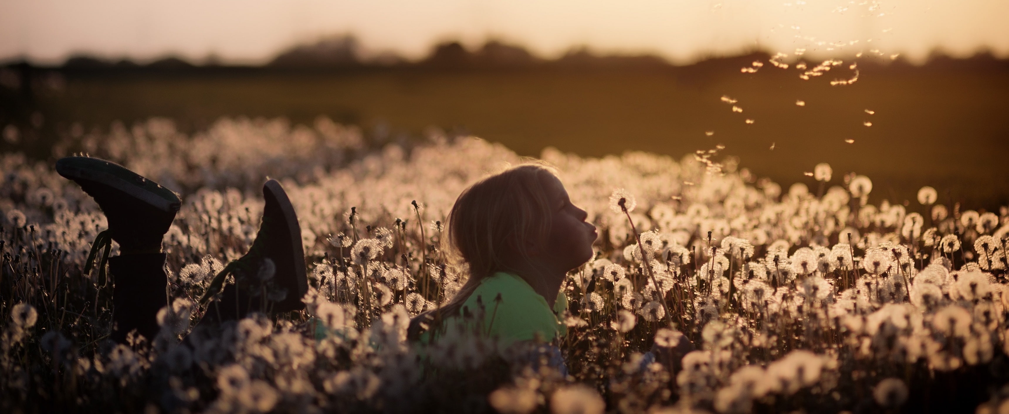 beauty in nature, Blowballs, Wishes, one person, cereal plant, farm, field, Photography, People, agriculture, sunset, Landscape, offspring, selective focus, HD Wallpaper