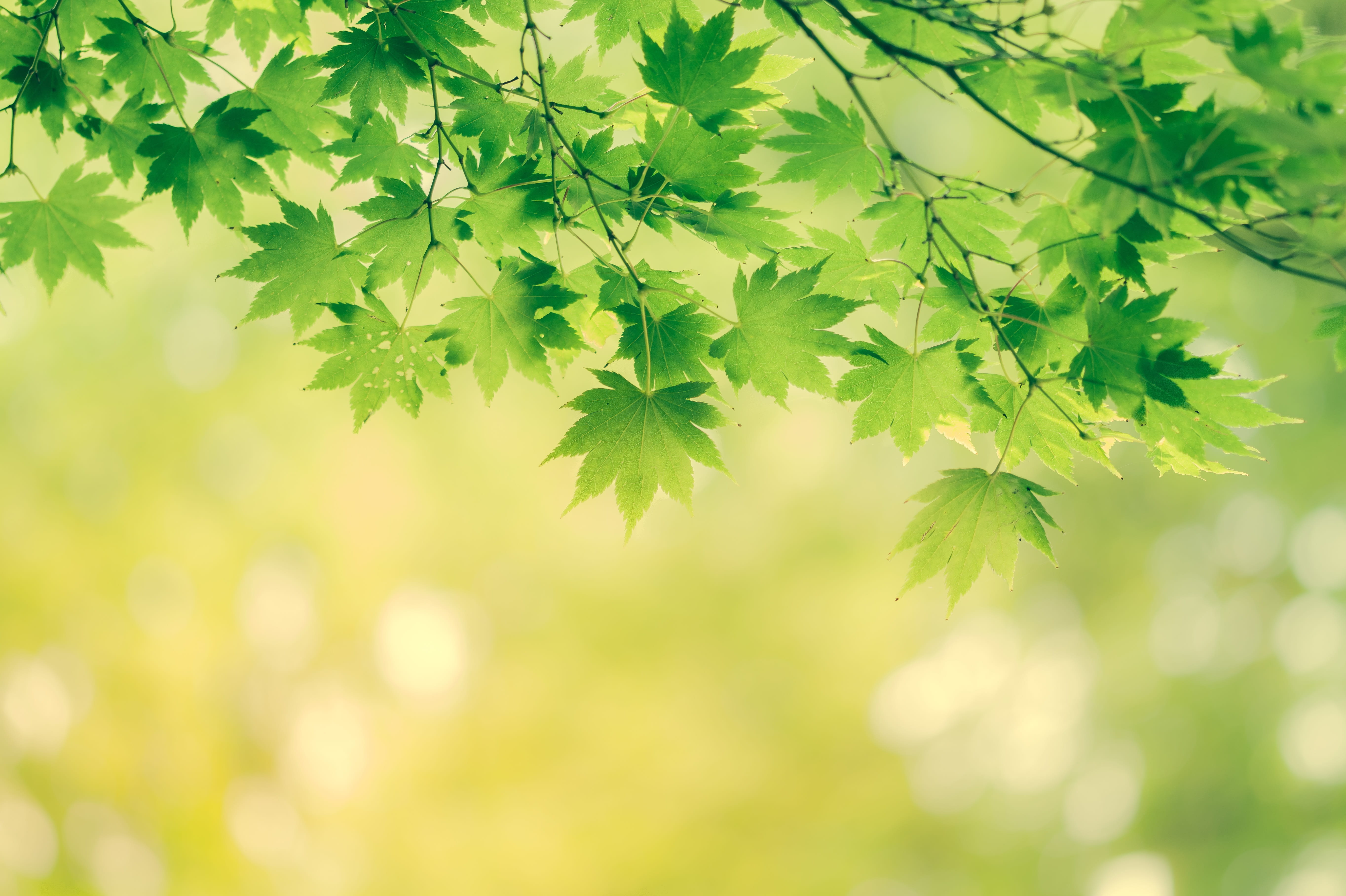 leaf, green color, autumn, change, leaves, plant, plants, maple tree, close-up, plant part, color, beauty in nature, environment, tree, branch, no people, HD Wallpaper