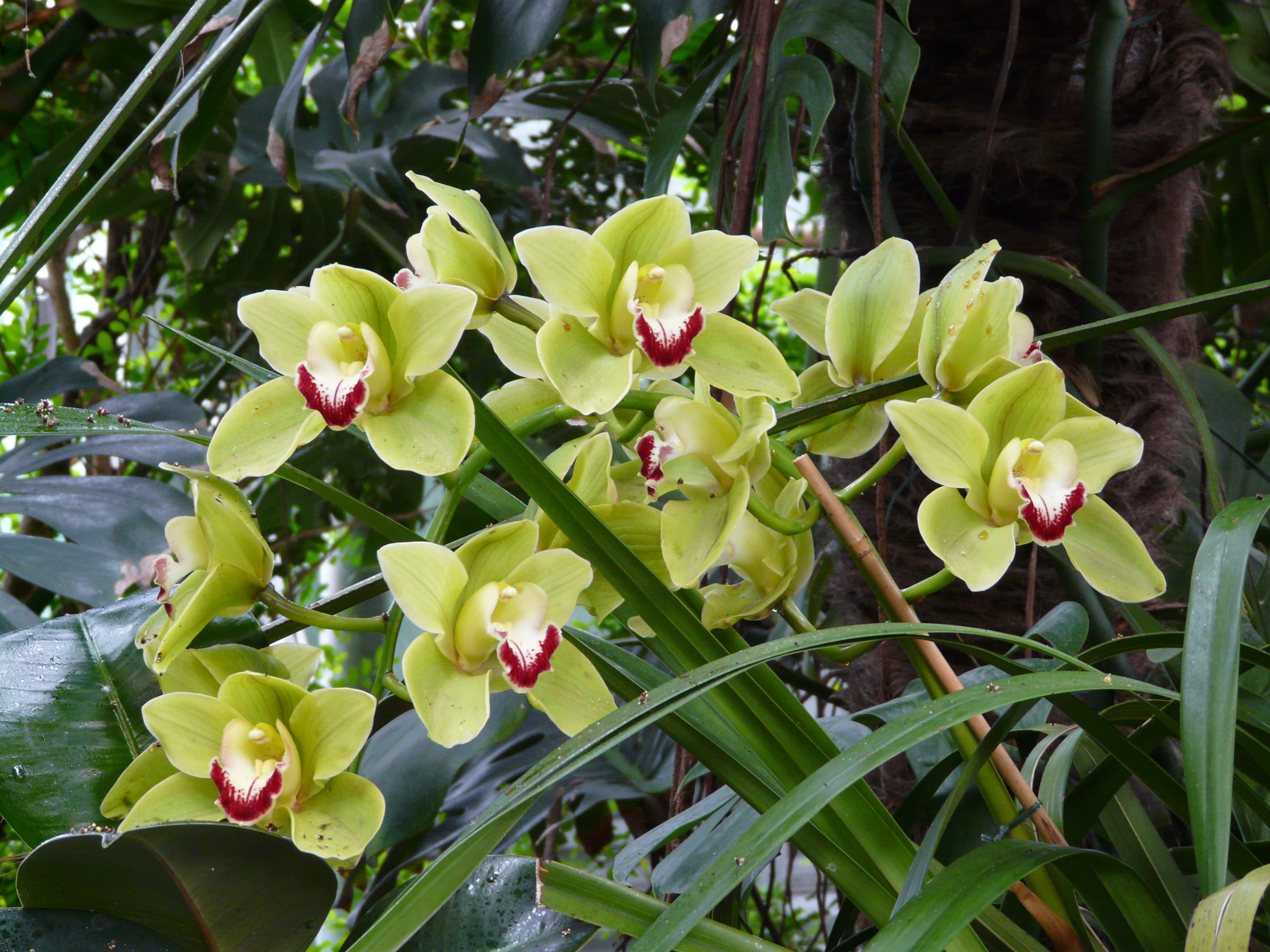 flower, green, plant part, vulnerability, nature, flower head, petal, exotic, 2K, greenish, orchid, yellow green, leaf, green color, growth, inflorescence, HD Wallpaper