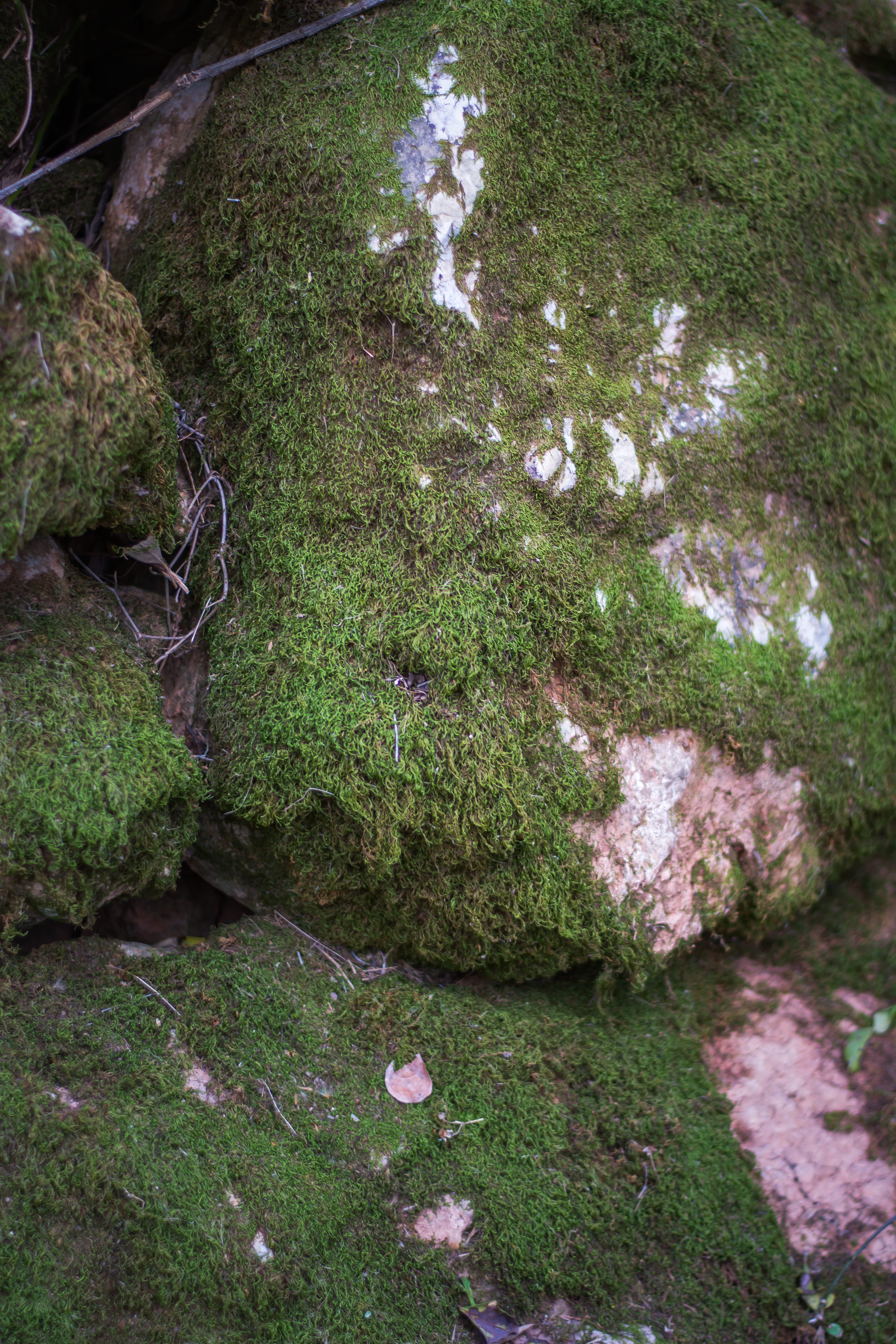 natural, grass, forest, water, 5K, land, no people, nature, covering, outdoors, growth, texture, background, textures, stone, beauty in nature, moss, outside, Phone HD Wallpaper