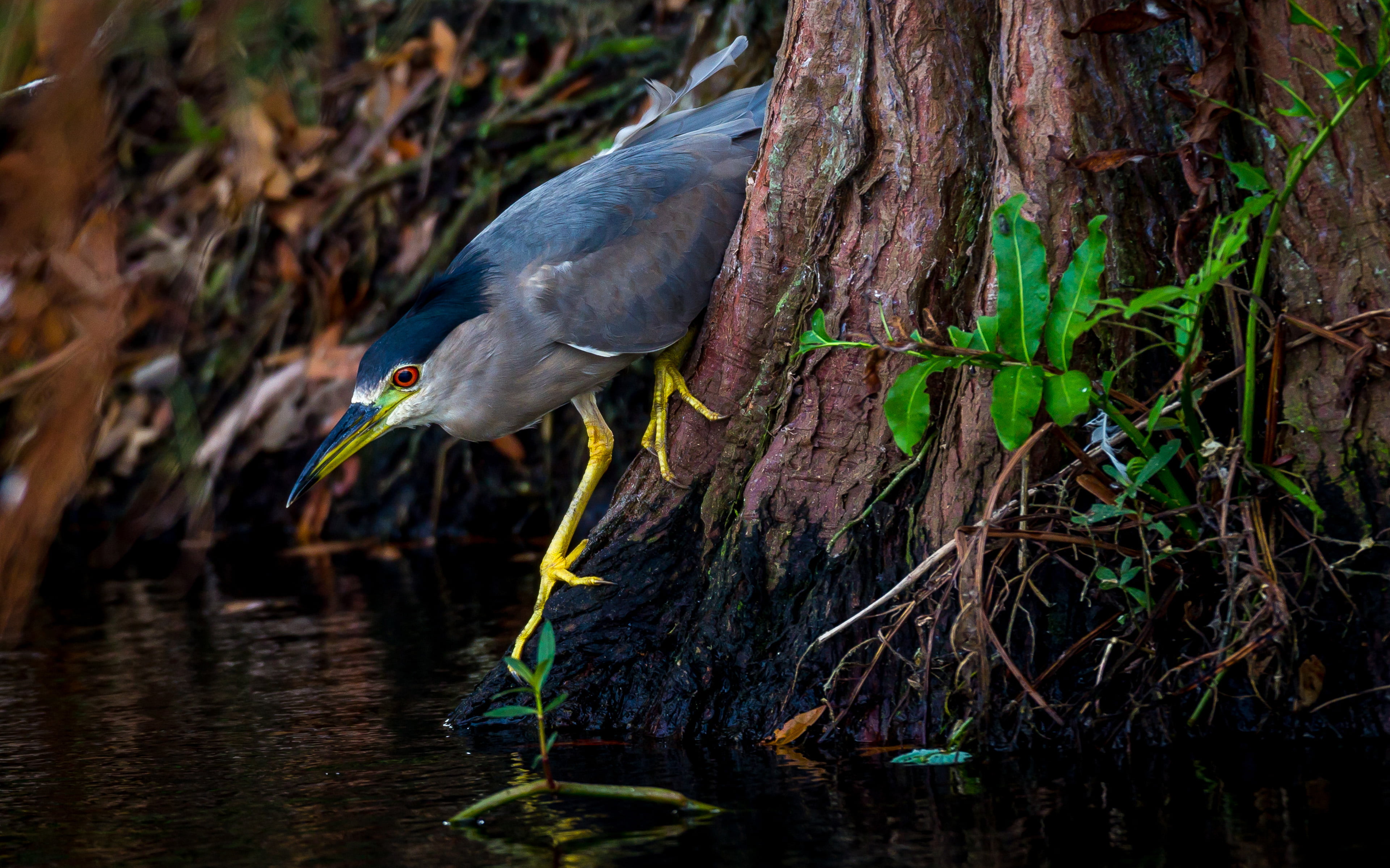 lake, animal wildlife, back, vertebrate, one animal, wings, butorides, black, neck, day, legs, perching, yellow, green, animals in the wild, no people, HD Wallpaper