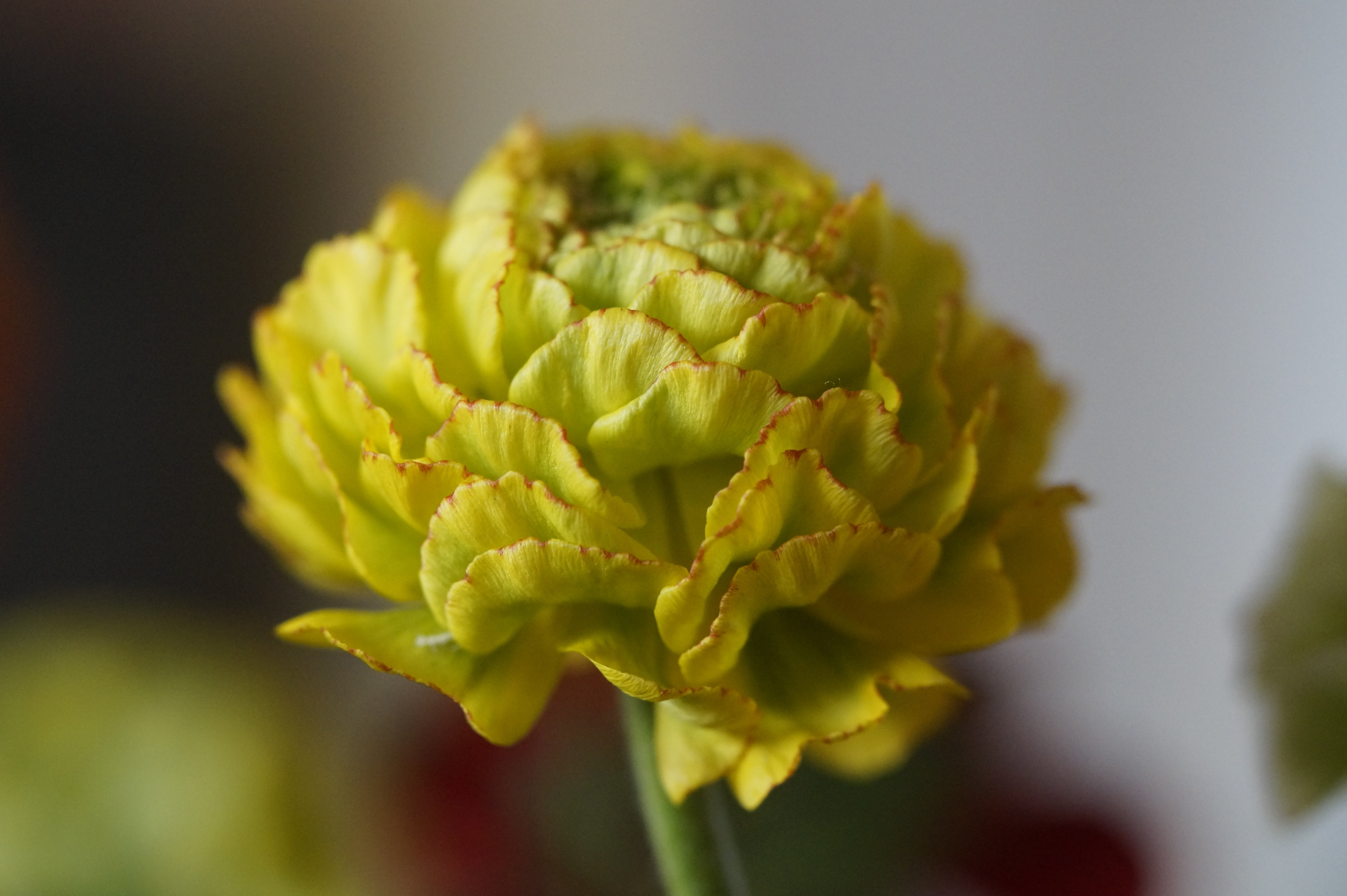 beauty in nature, flower, blossom, focus on foreground, healthy eating, about, new breeding, greenish, close-up, schnittblume, food and drink, wellbeing, HD Wallpaper