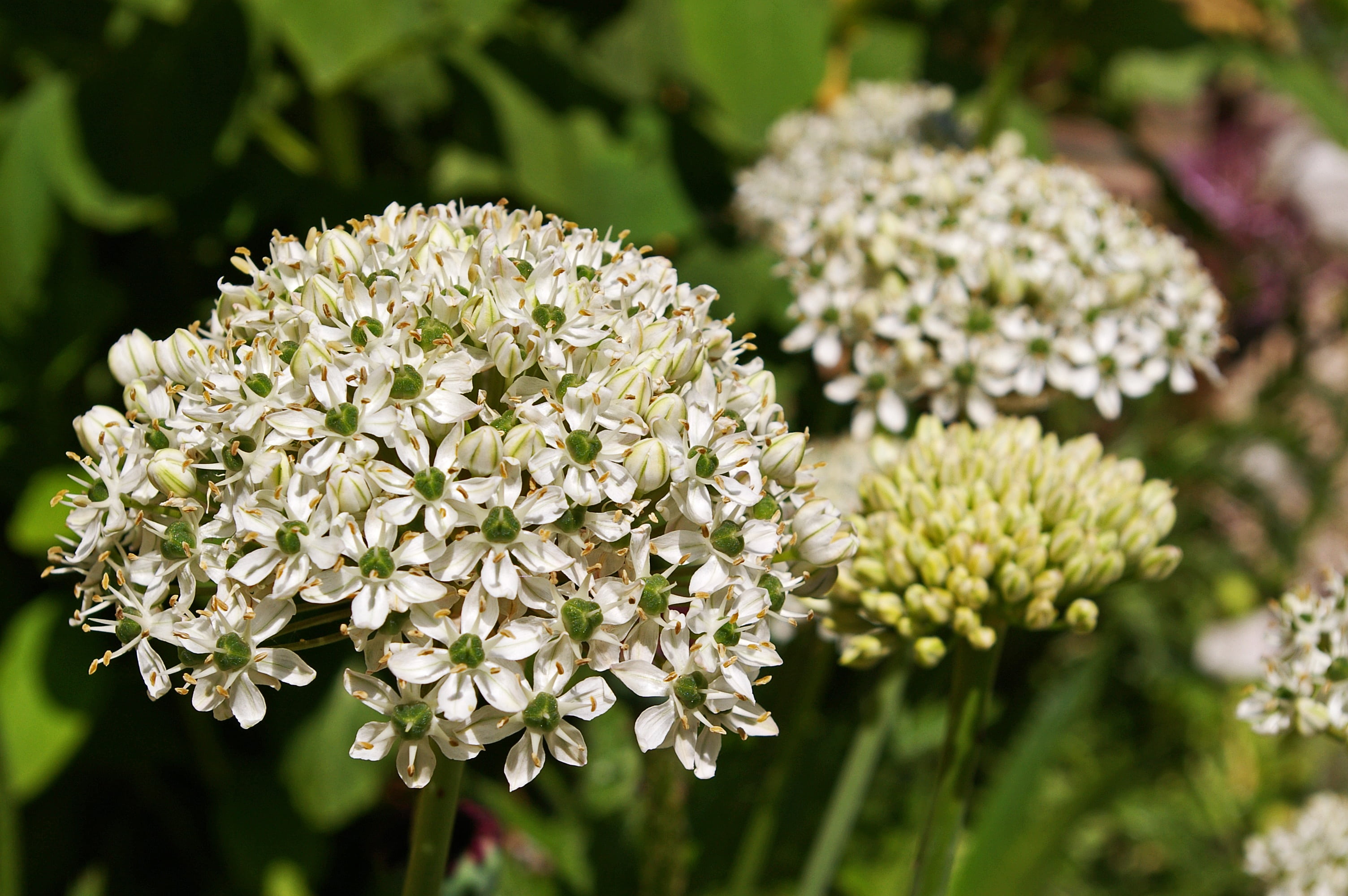 summer, ball leek, plant, flower head, fragility, vulnerability, botany, bloom, white blossom, white color, growth, white flower, white, greenish, ball, HD Wallpaper
