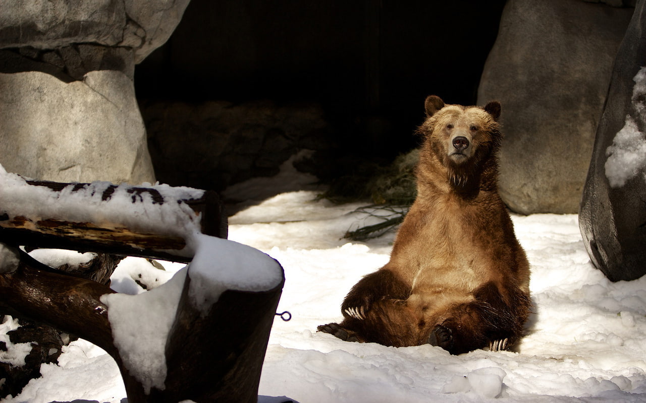 animals, bear, snow, winter, 720P, grizzly, hd, HD Wallpaper
