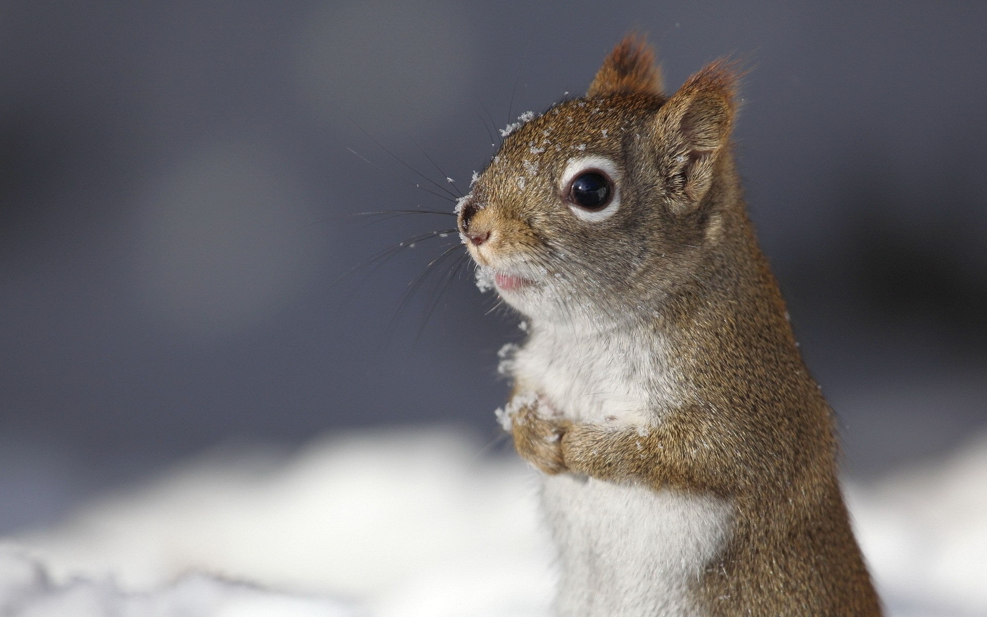 Animal, Snow, Little, Winter, 1080P, Cute, HD Wallpaper