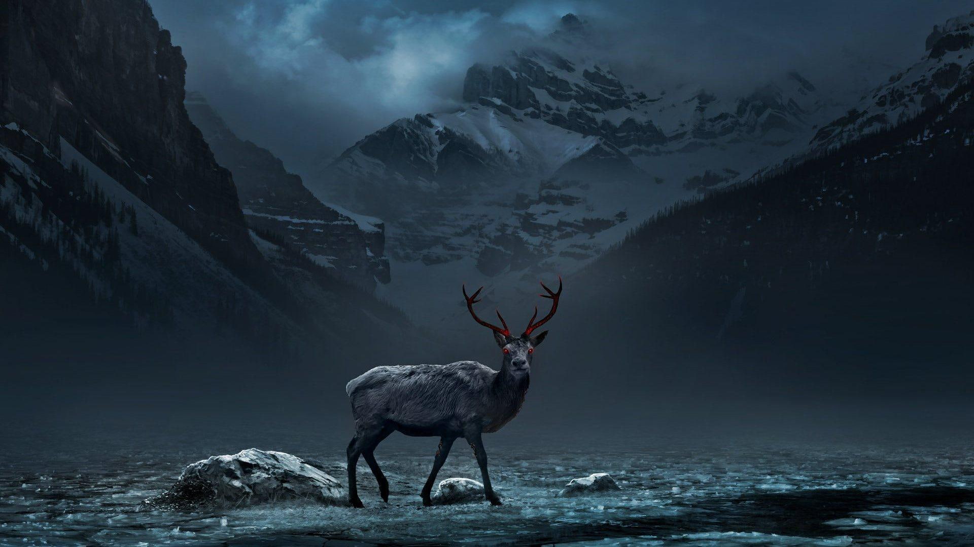 forests, 1080P, animals, watcher, wildlife, deer, HD Wallpaper