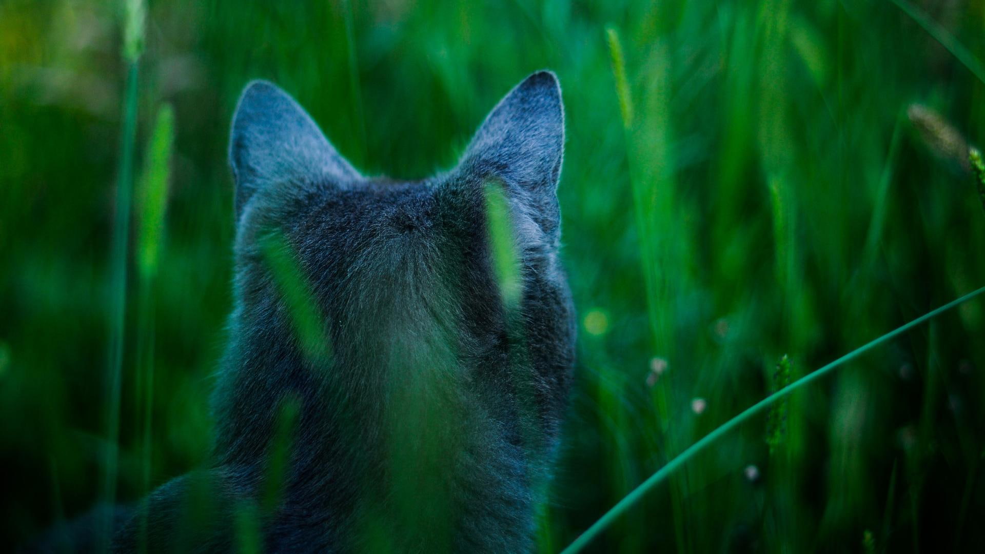 hidden, grass, nature, 1080P, shorthair, animals, russian blue, watcher, feline, green, kitten, blue, HD Wallpaper