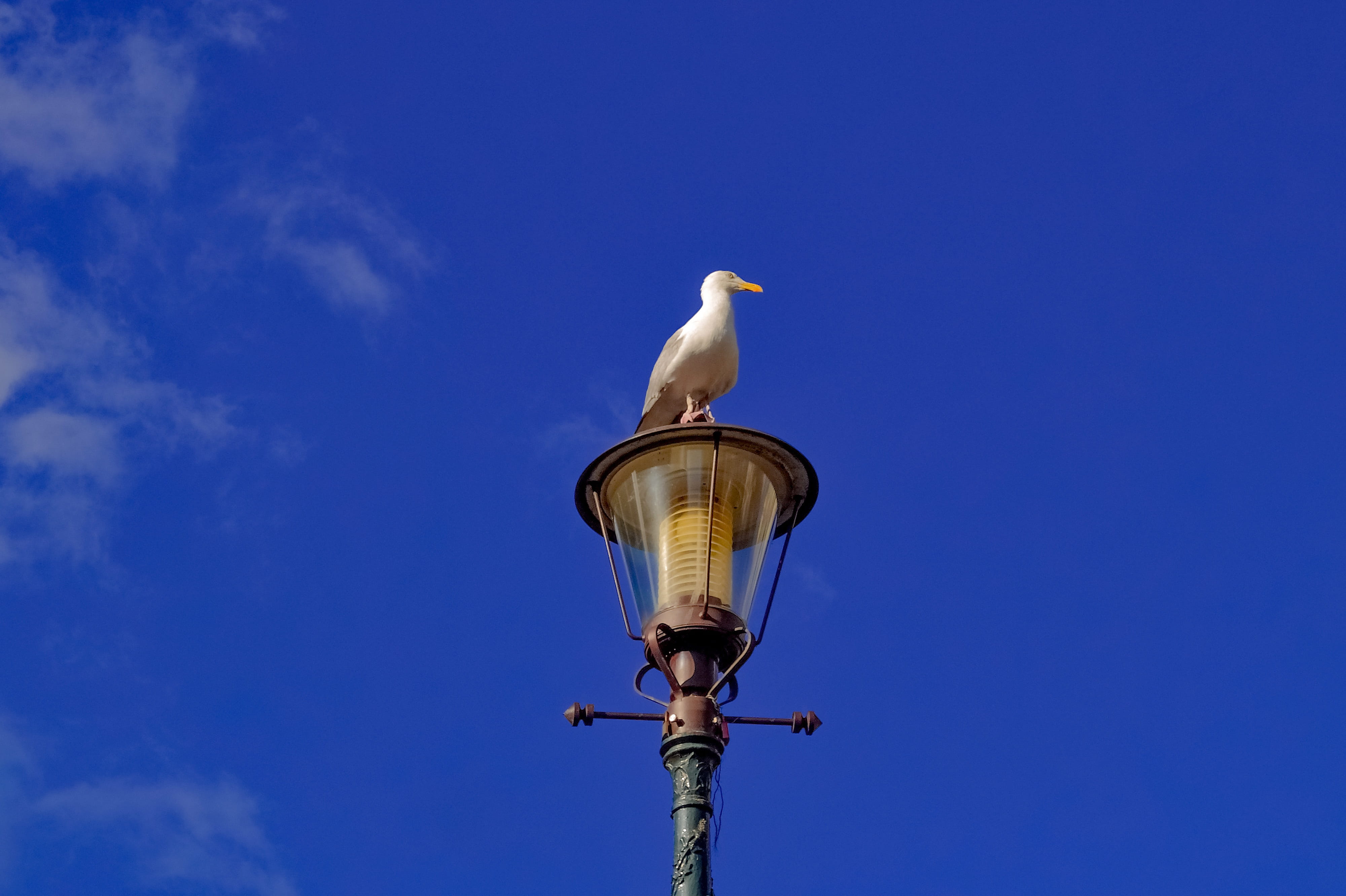 outdoors, lighting equipment, one animal, gull, bird, watcher, 4K, animal, lamppost, low angle view, nature, vertebrate, animal themes, perching, clear sky, HD Wallpaper