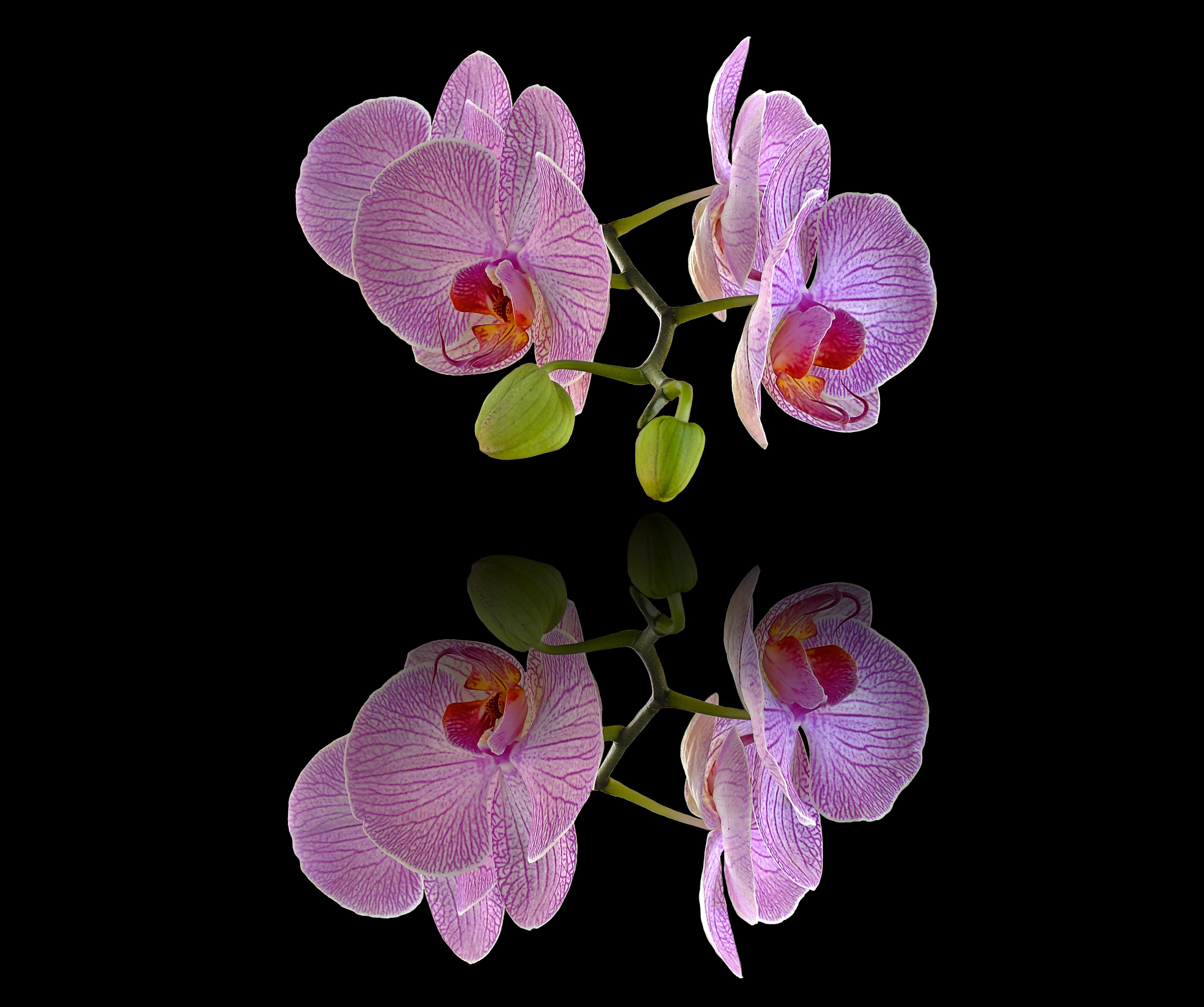 flower, freshness, orchids, petal, botany, photocomposition, inflorescence, nature, 4K, purple, leaf, studio shot, black background, growth, indoors, background screen, HD Wallpaper