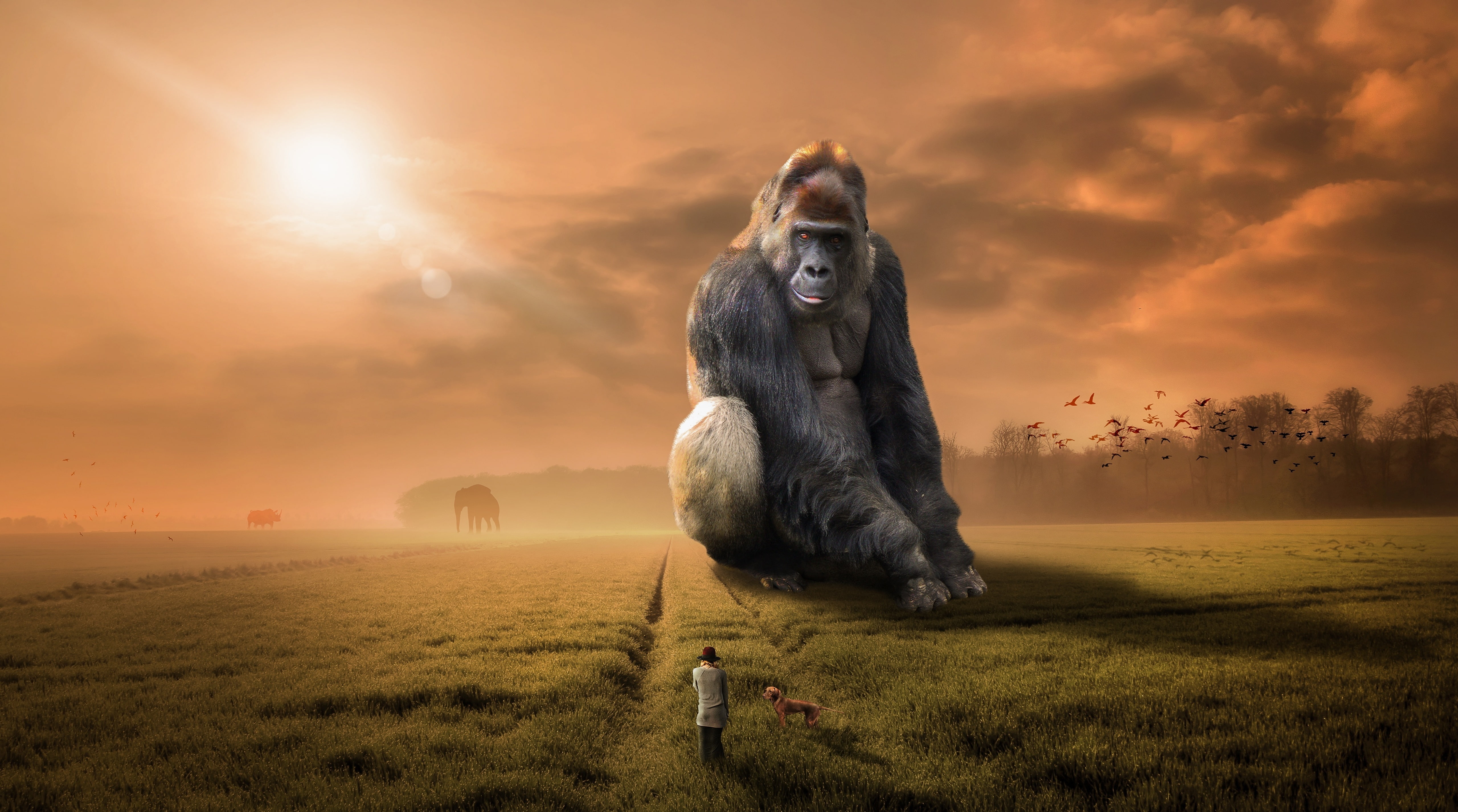 sky, Gorilla, sun, photomanipulation, 5K, beauty in nature, Giant, no people, outdoors, digital, Apes, animal, environment, digital composite, Human, sunlight, HD Wallpaper