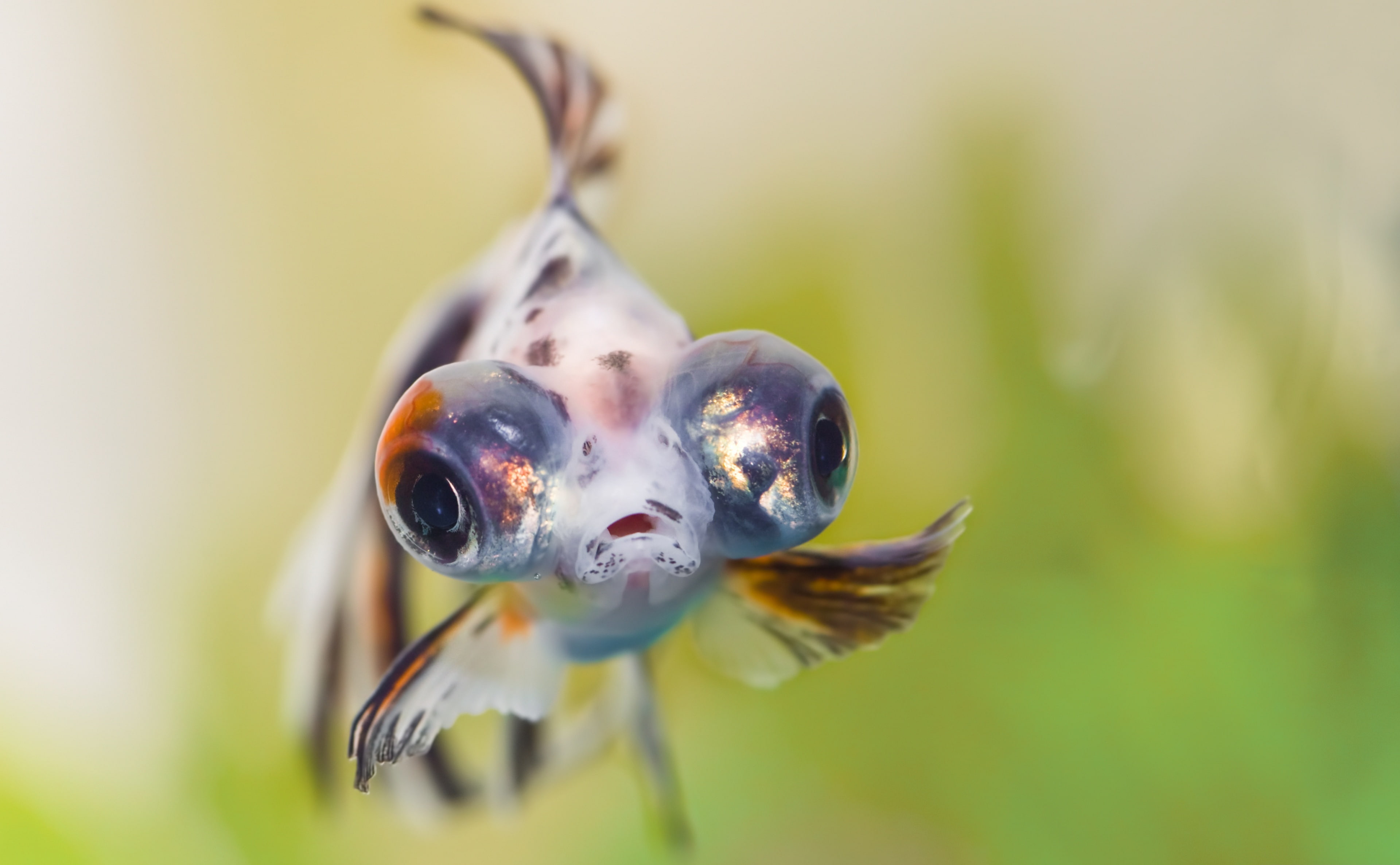 Eyes, goldfish, gray, animal themes, close-up, no people, selective focus, bigeyes, one animal, Animals, fruit, food and drink, insect, Sea, Swim, animals in the wild, HD Wallpaper