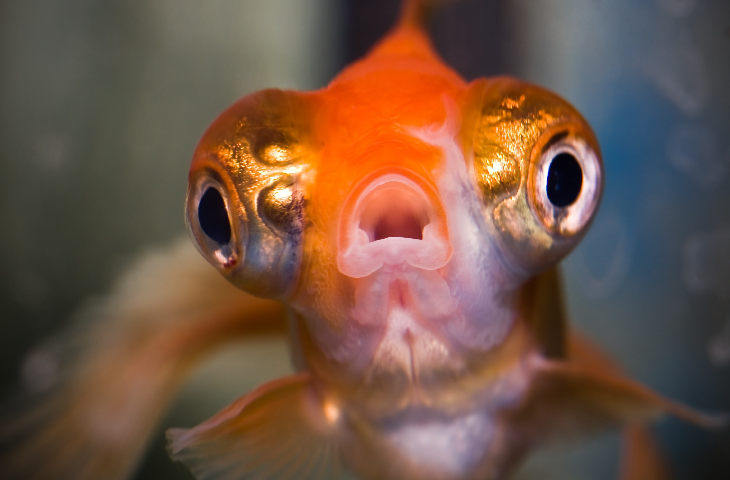 vertebrate, animal, Sea, mouth, focus on foreground, animal head, Telescope, Funny, orange color, animal body part, Animals, nature, animal eye, Water, HD Wallpaper