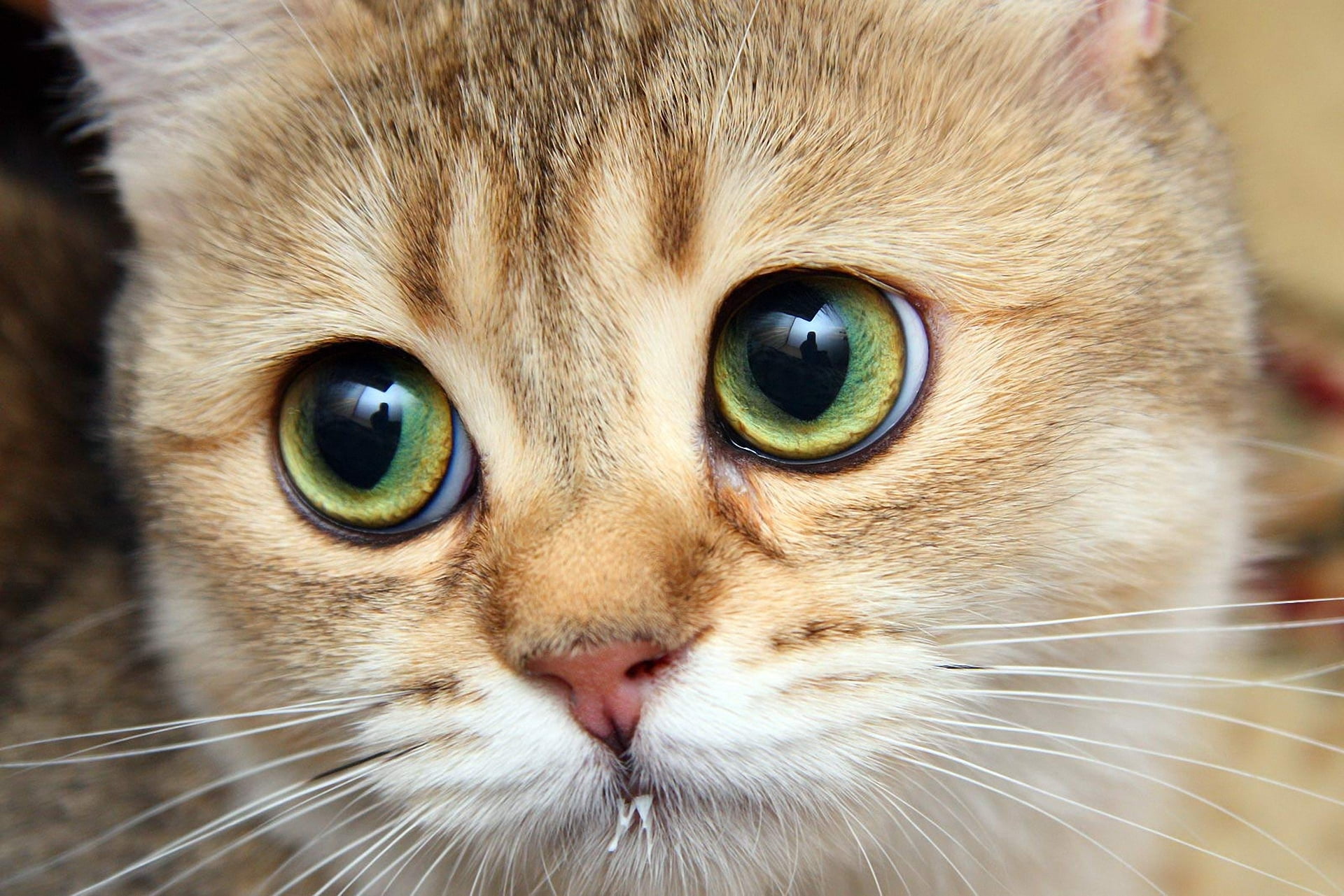 1080P, animal Eye, striped, fluffy, backgrounds, looking, domestic Animals, domestic, curiosity, whisker, vertebrate, animal themes, feline, kitten, Tomcat, HD Wallpaper