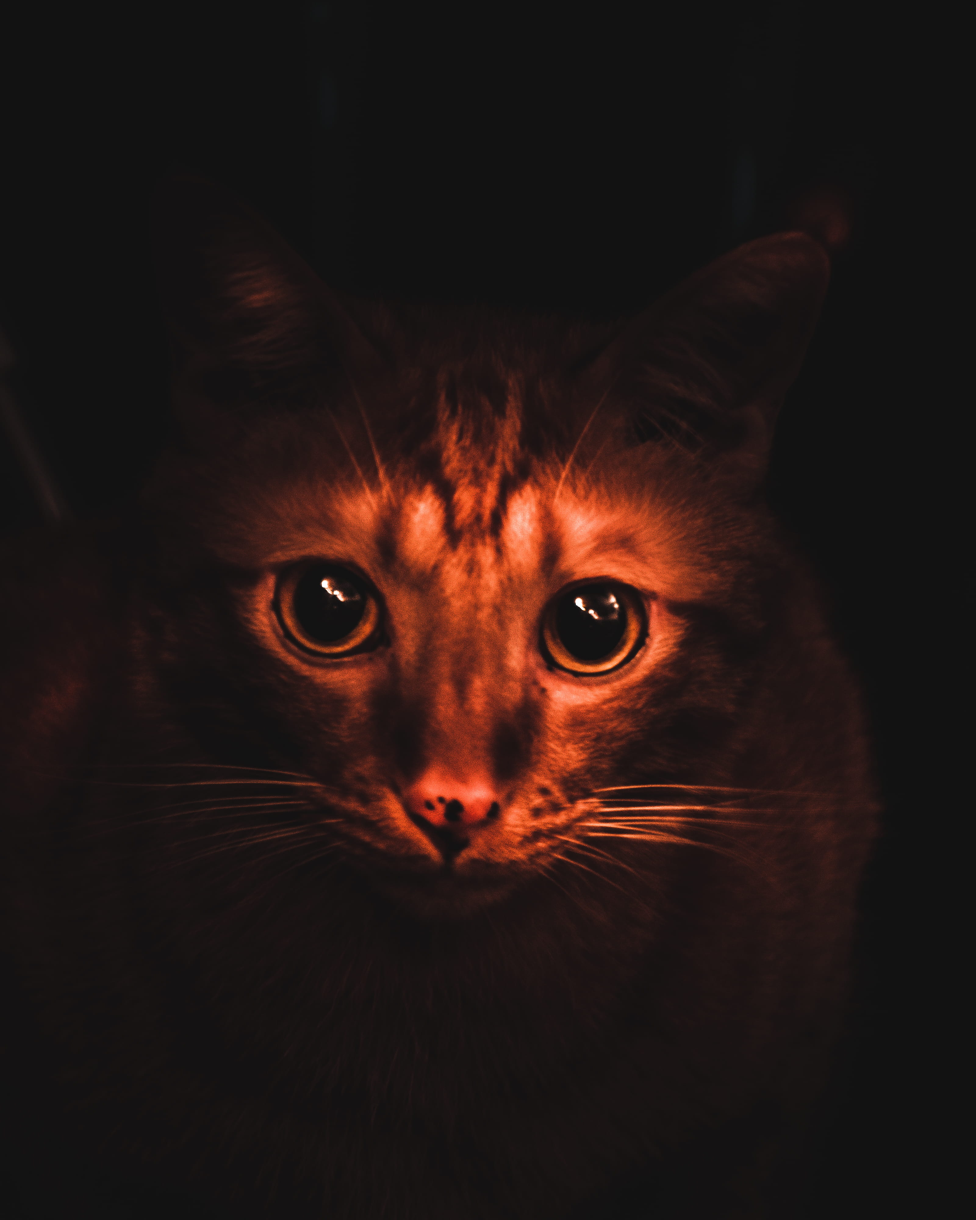 black background, one animal, cat, animal, 4K, orange, macro, tiger, animal head, nose, animal body part, animal themes, vertebrate, close up, hong kong, Phone HD Wallpaper