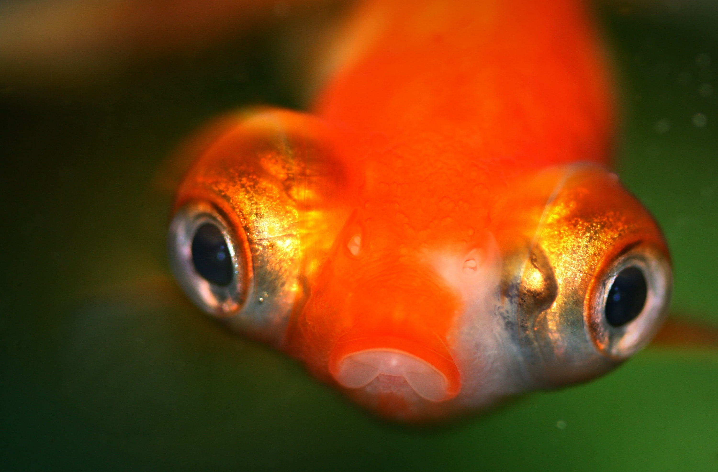 orange color, Sea, Animals, animal, eye, animal wildlife, bigeyes, Water, Telescope, swimming, animal eye, nature, Fish, Eyes, Orange, vertebrate, no people, HD Wallpaper