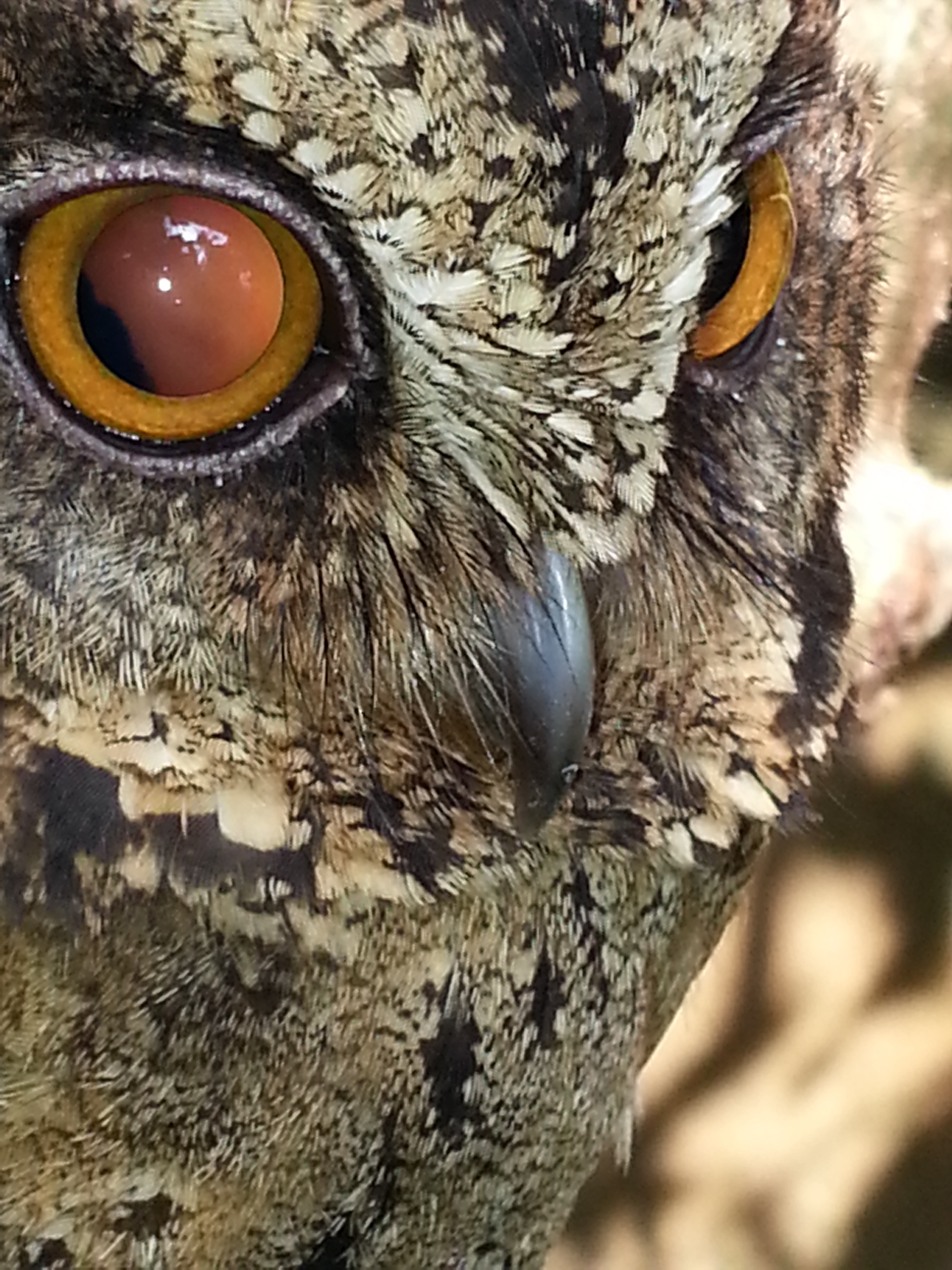 animal head, animal body part, bird of prey, no people, looking at camera, close-up, outdoors, owl, iris - eye, feathers, brownowl, day, 2K, eye, vertebrate, Phone HD Wallpaper