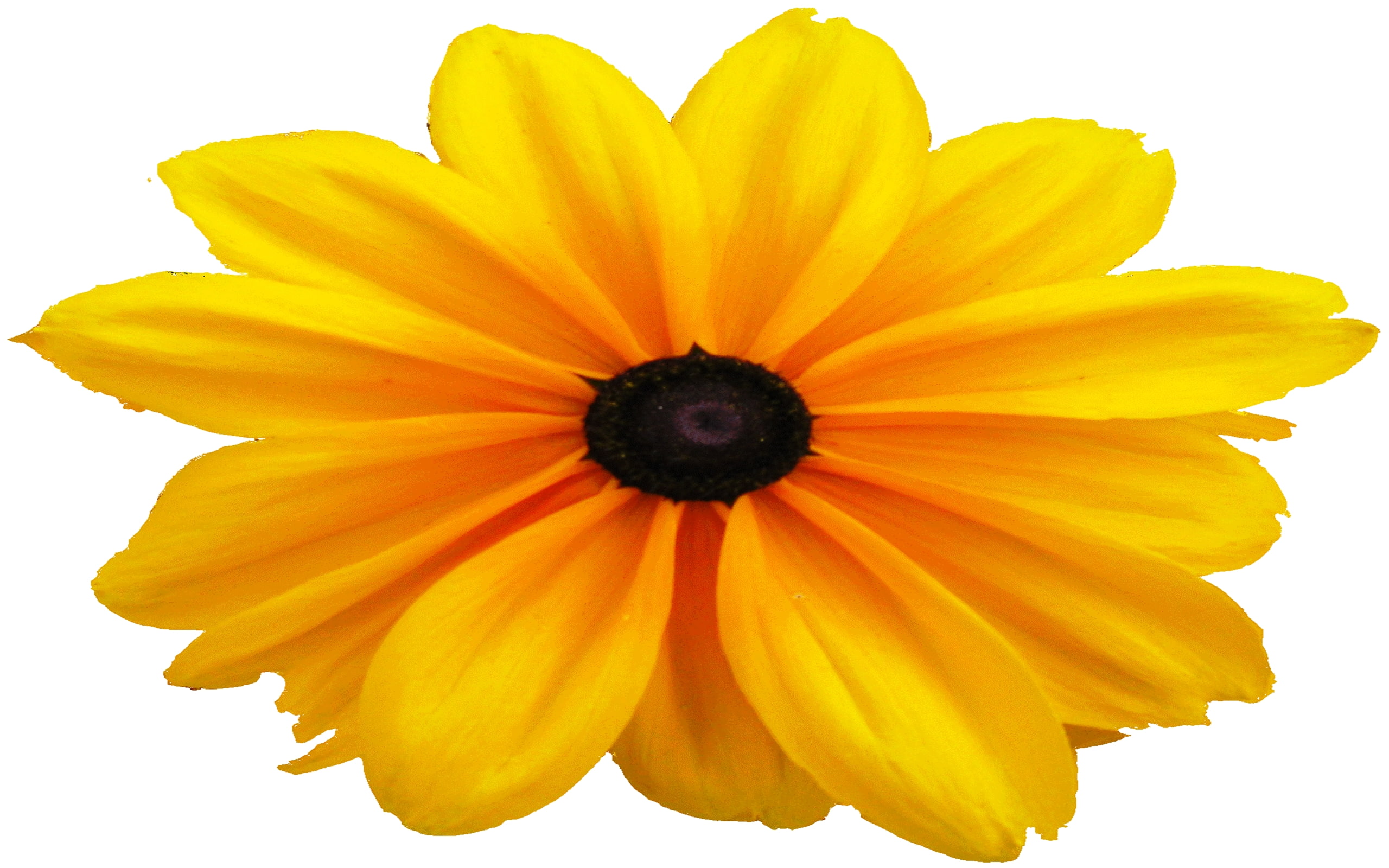 rudbeckia, 2K, png, HD Wallpaper
