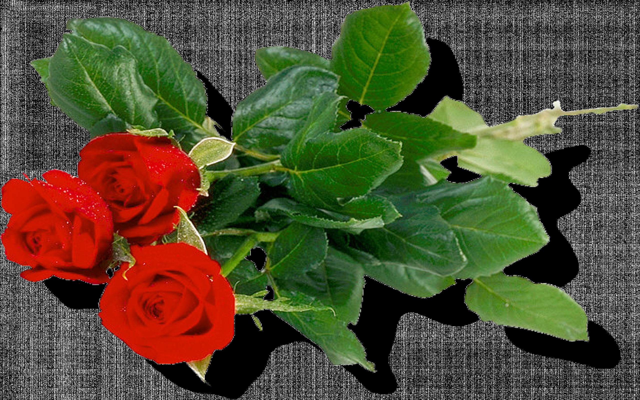 png, roses, bouquet, image, 2K, HD Wallpaper