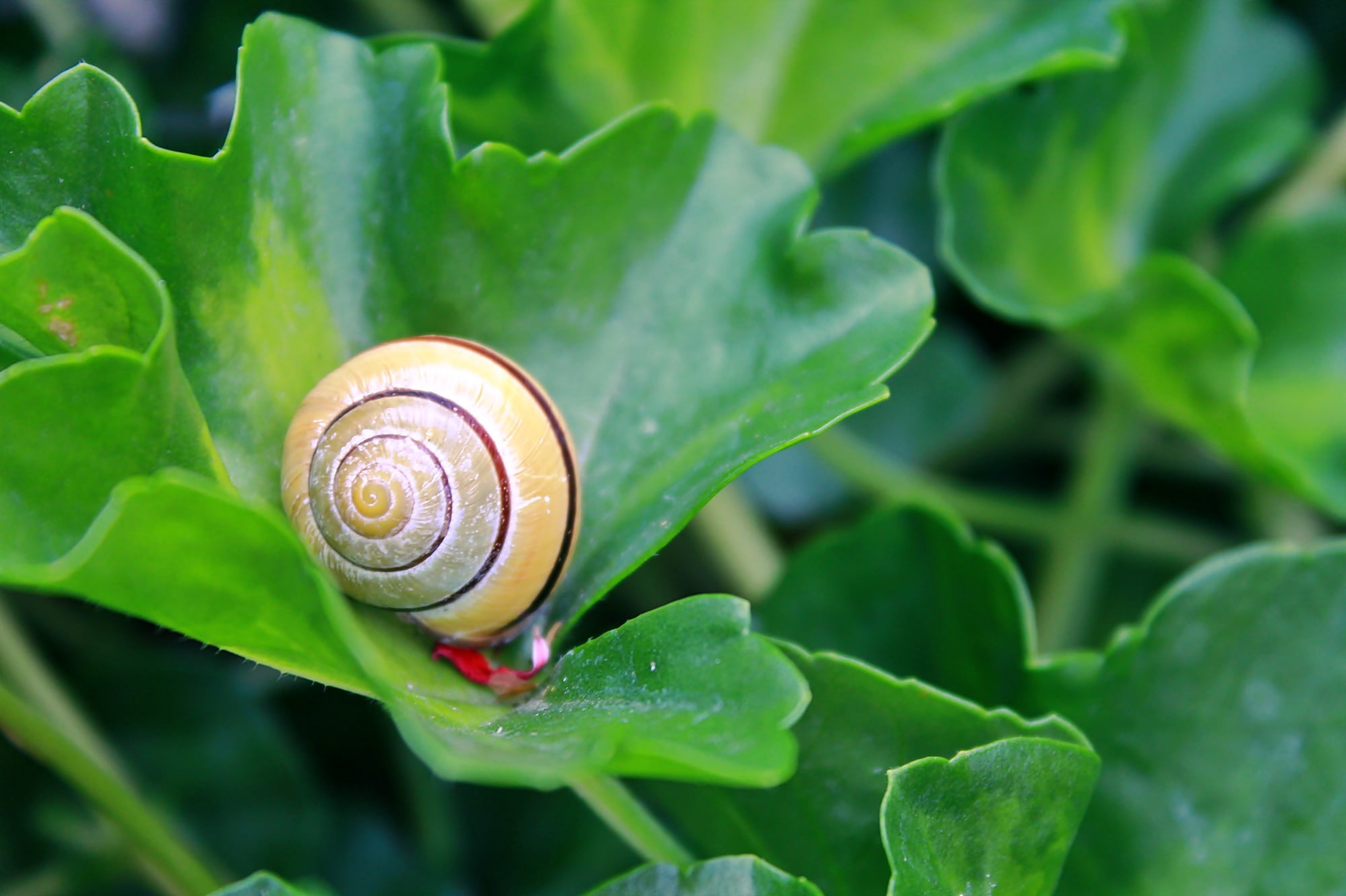 snail shell, slug, animal wildlife, macro, green color, garden, yellow, spiral, crawl, one animal, animal themes, leaf, outdoors, invertebrate, crawling, HD Wallpaper