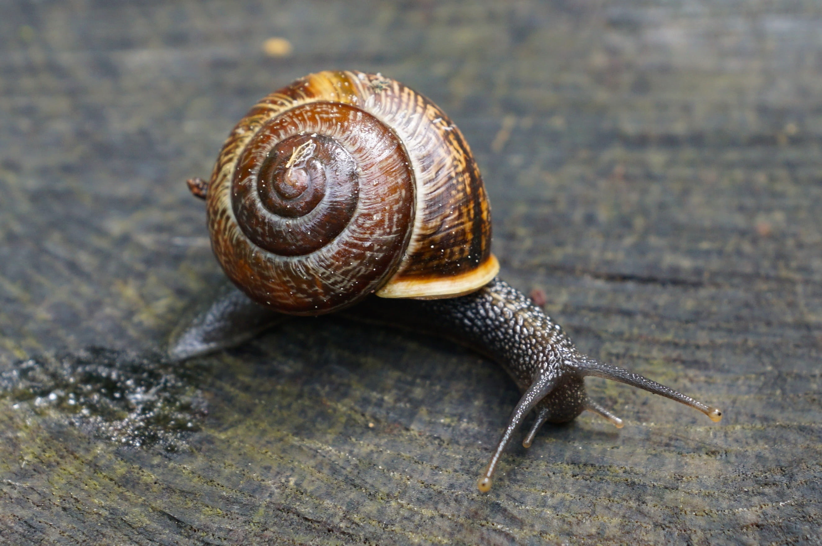 animal Antenna, animal Shell, invertebrate, slimy, animals And Pets, wildlife, day, slug, no people, boredom, close-up, animal wildlife, gastropod, spiral, HD Wallpaper