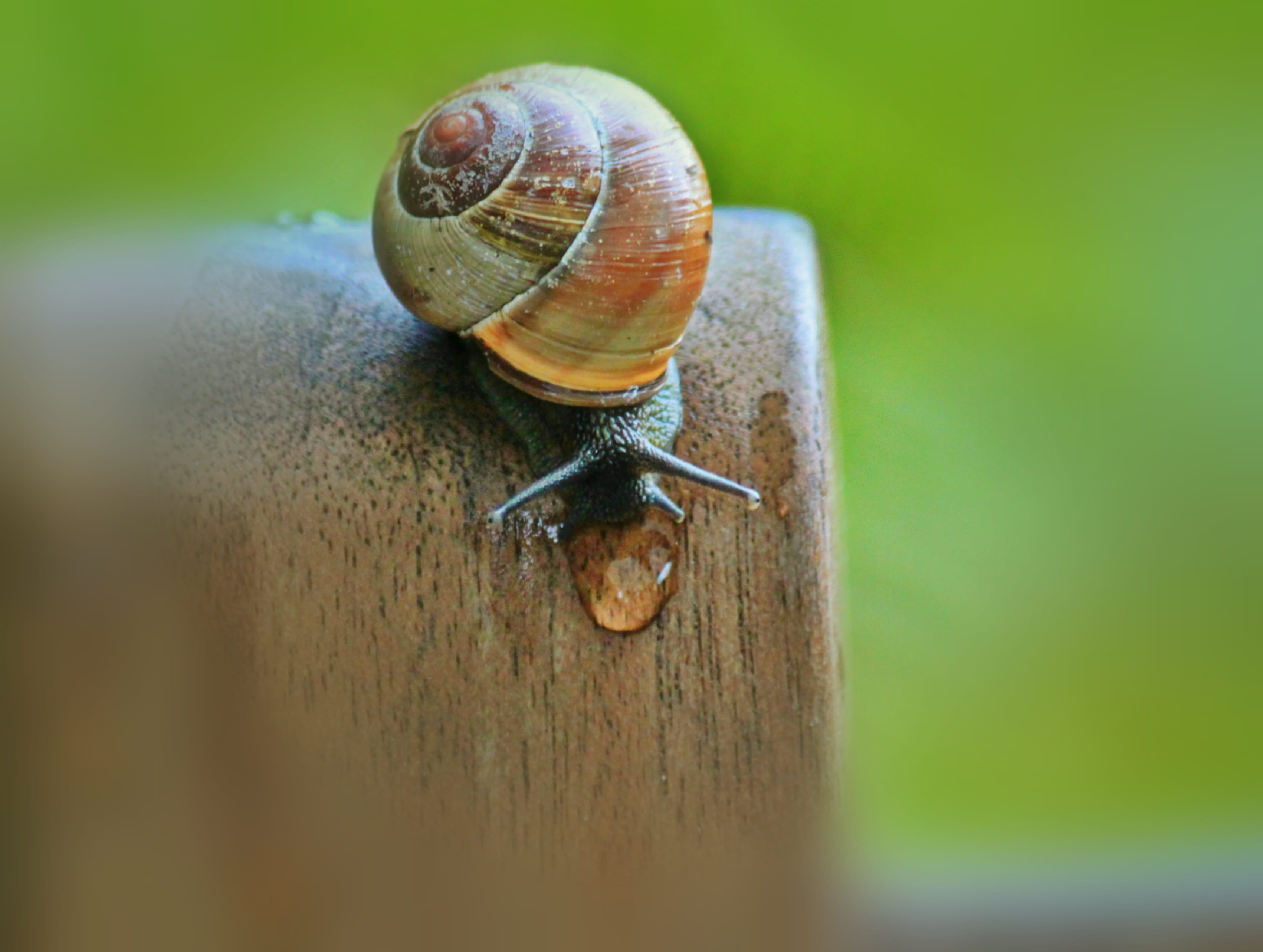 raindrop, 2K, small, no people, animals in the wild, insect, boredom, invertebrate, snail shell, slow, summer, garden snail, brown, animal themes, slowly, HD Wallpaper