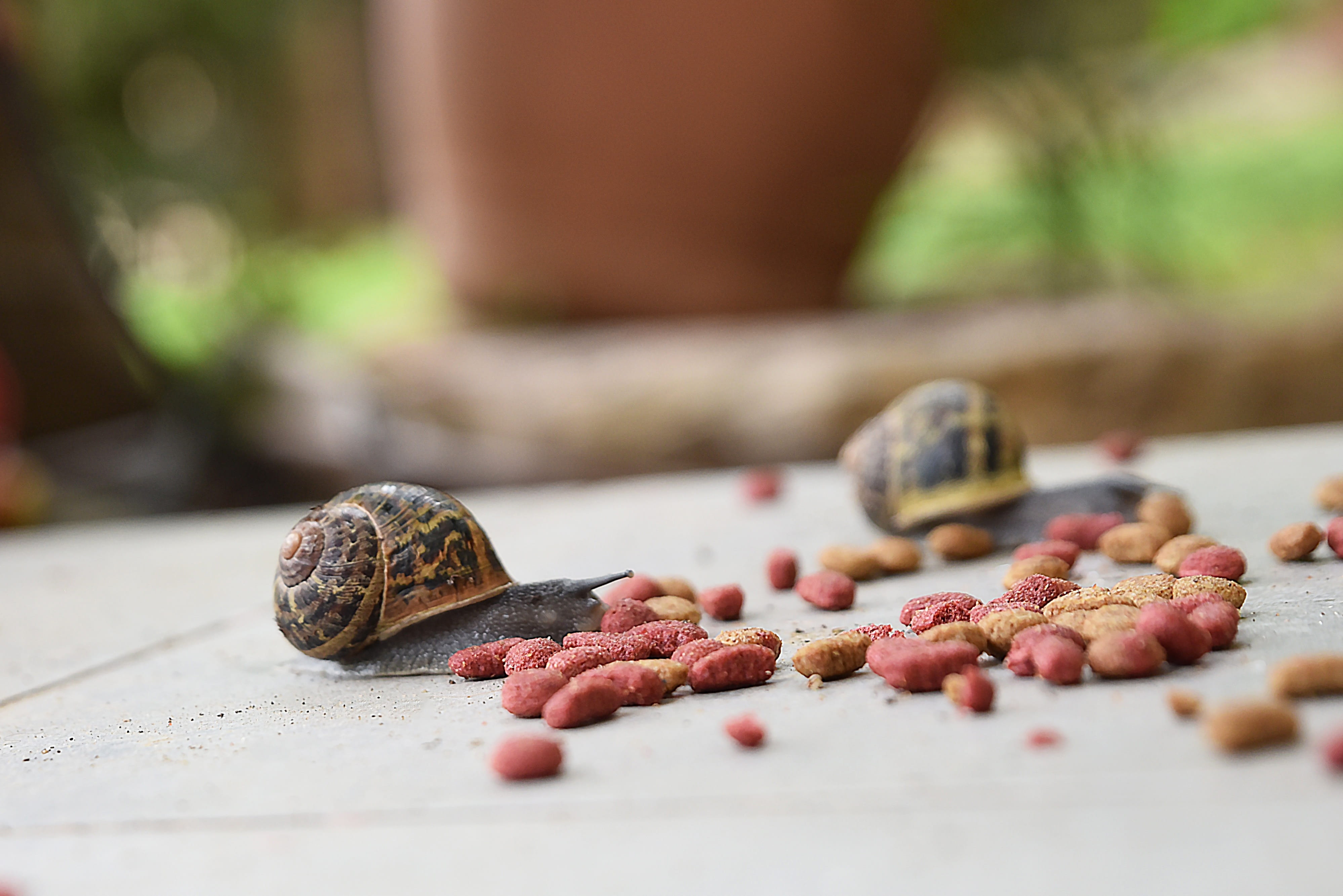 gardening, people, outdoor, 4K, leaf, refreshment, crawl, garden, invertebrate, food and drink, spiral, macro, snail, nut - food, natural, freshness, small, HD Wallpaper