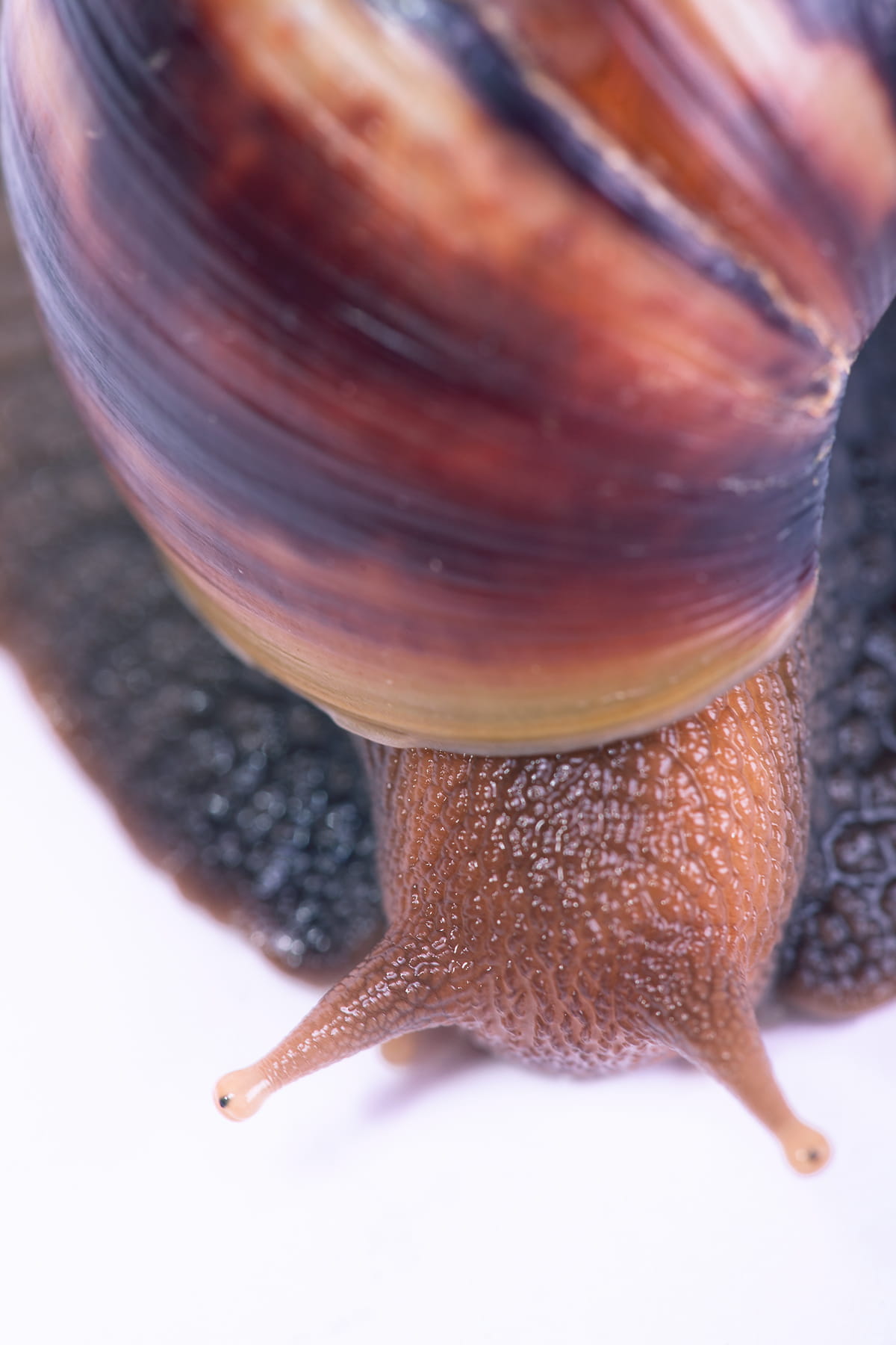 720P, antenna, wet, freshness, background, isolated, spiral, slithering, white background, studio, one animal, gastropod, mollusk, brown, animal wildlife, Phone HD Wallpaper