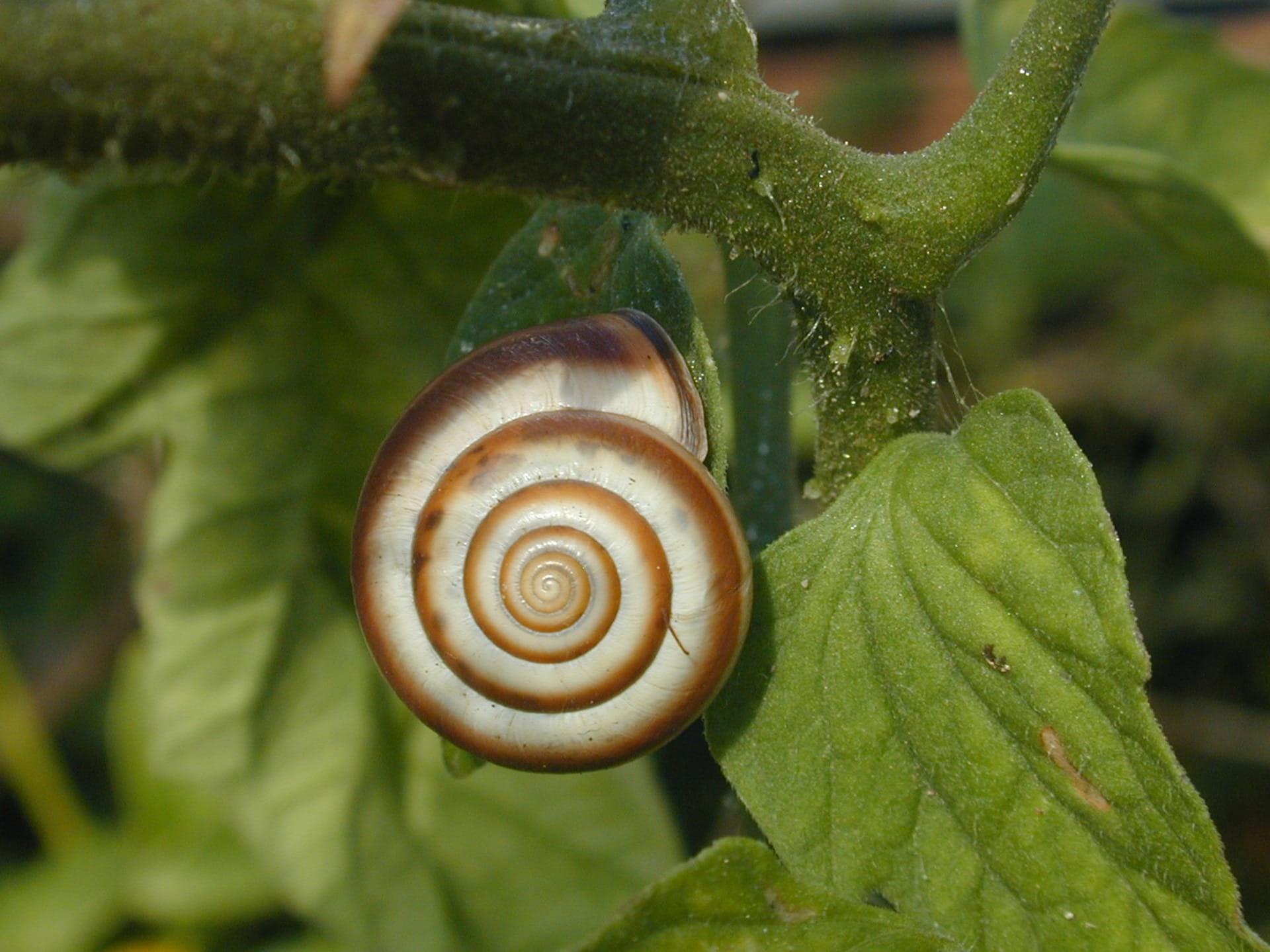 Animal, no people, snail, 1080P, animals And Pets, slimy, gastropod, crawling, outdoors, animals in the wild, shell, focus on foreground, animal wildlife, HD Wallpaper