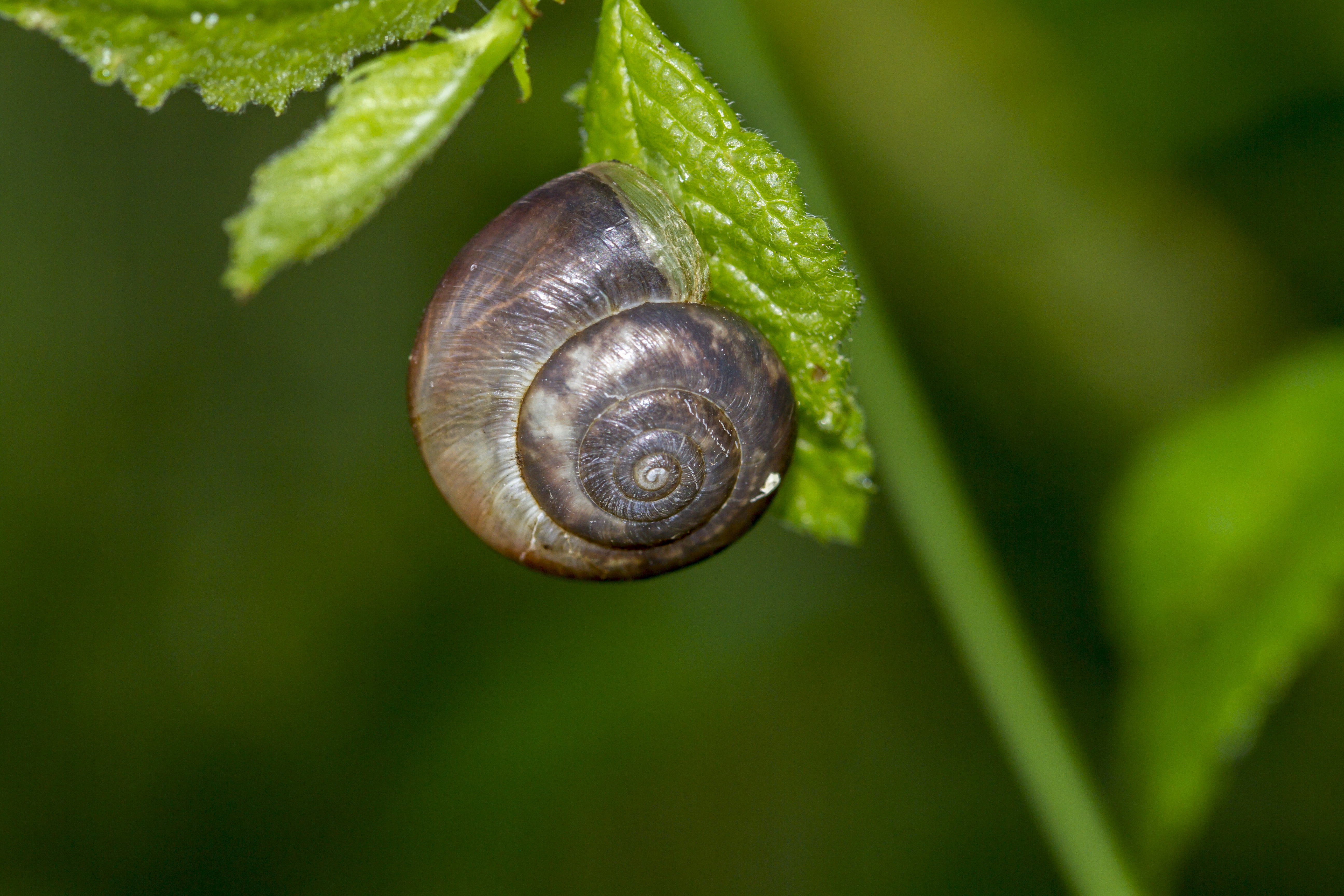 nature, aegopinella, Glass, mollusk, brown, UK, Bokeh, slow, gastropod, DOF, Meadow, Outdoors, escargot, spiral, green leaf, USM, animal, f/2, Saturday, HD Wallpaper