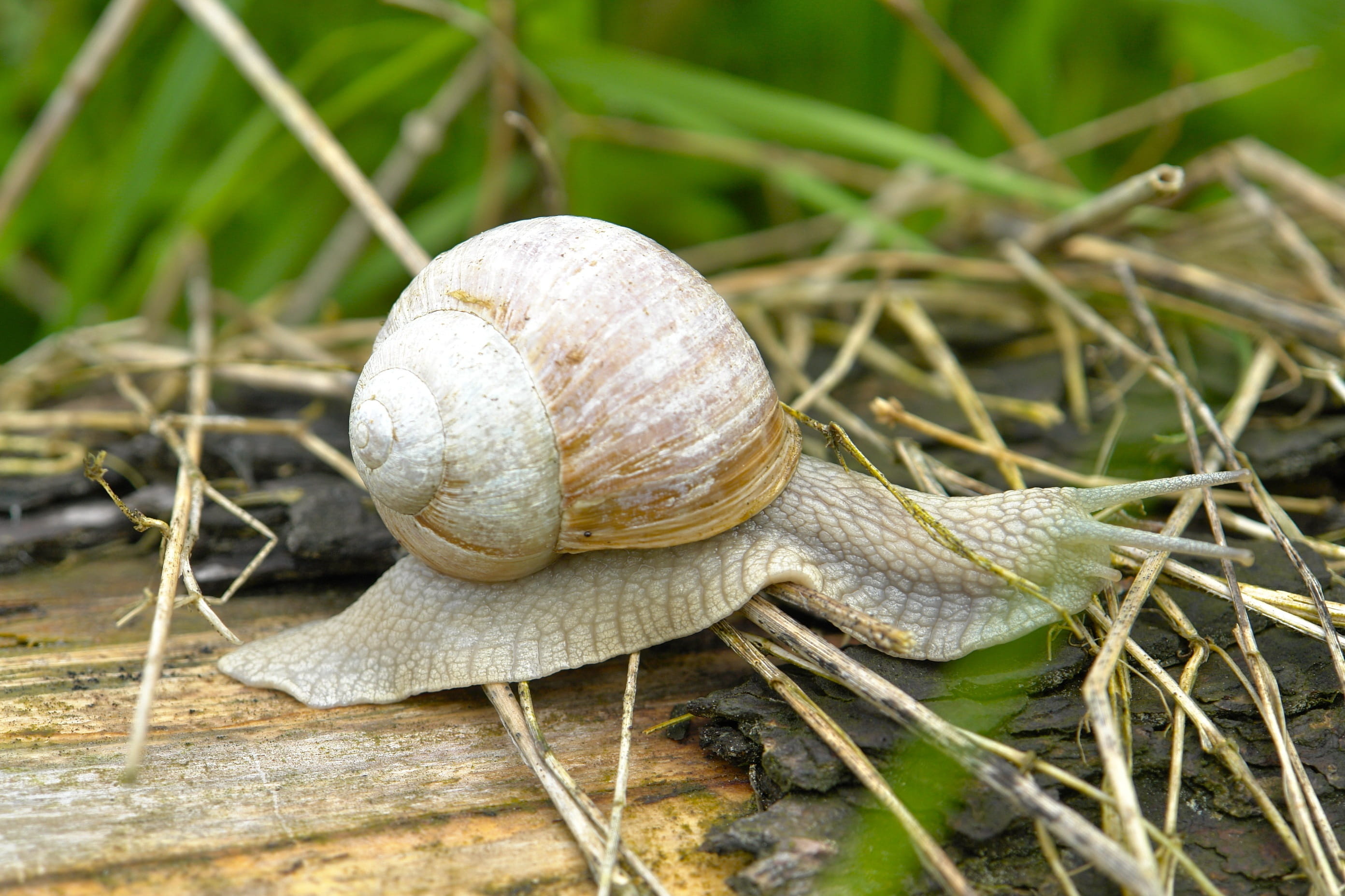 plant, land, slowly, Snail, slow, close-up, animal Antenna, boredom, plant part, macro, no people, Sneak, brown, slimy, wildlife, gastropod, animals in the wild, HD Wallpaper
