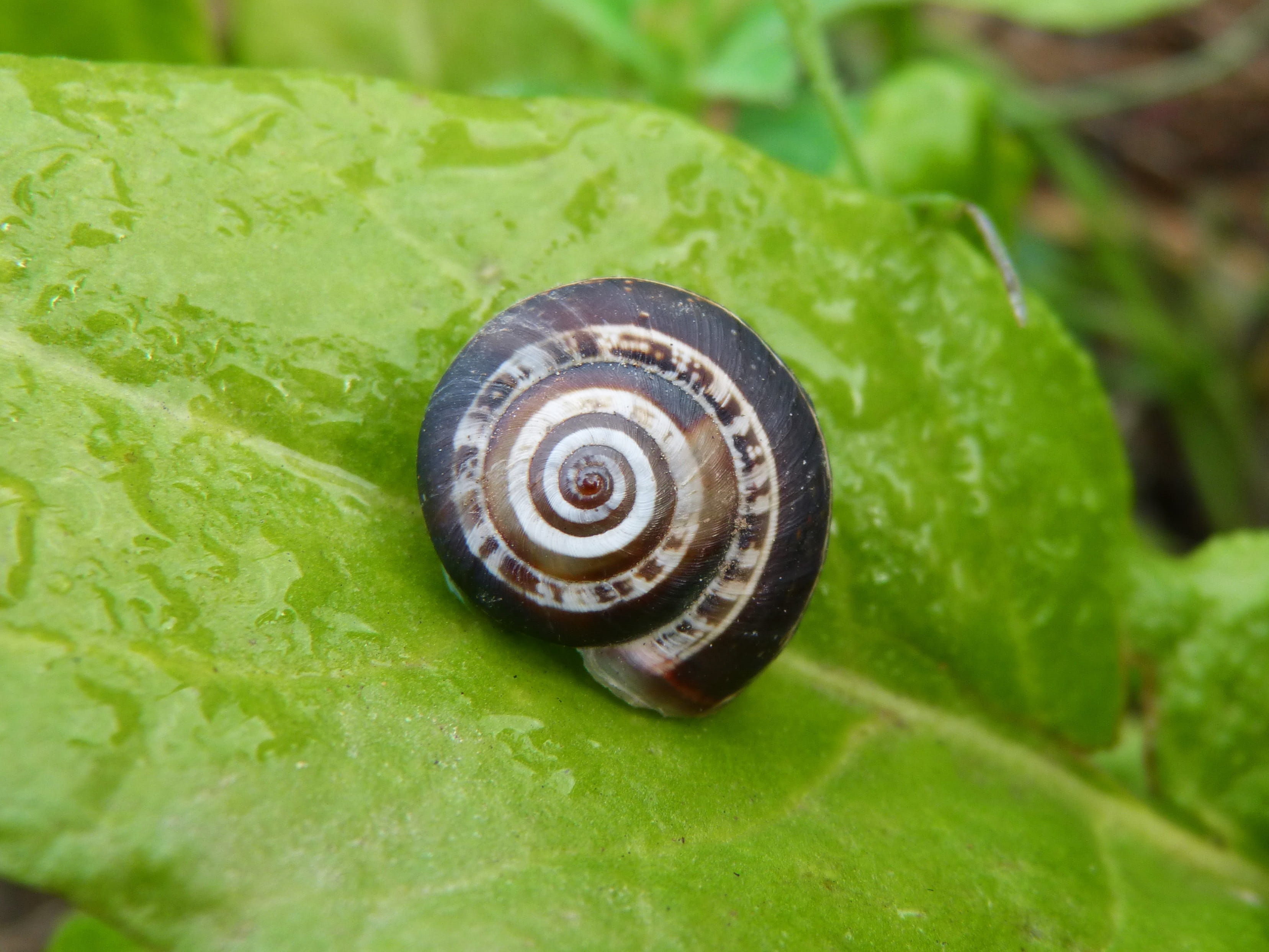 no people, slimy, day, pest, animals And Pets, Moisture, animal wildlife, shell, nature, macro, animal themes, green Color, escargot, 2K, Snail, plant part, HD Wallpaper
