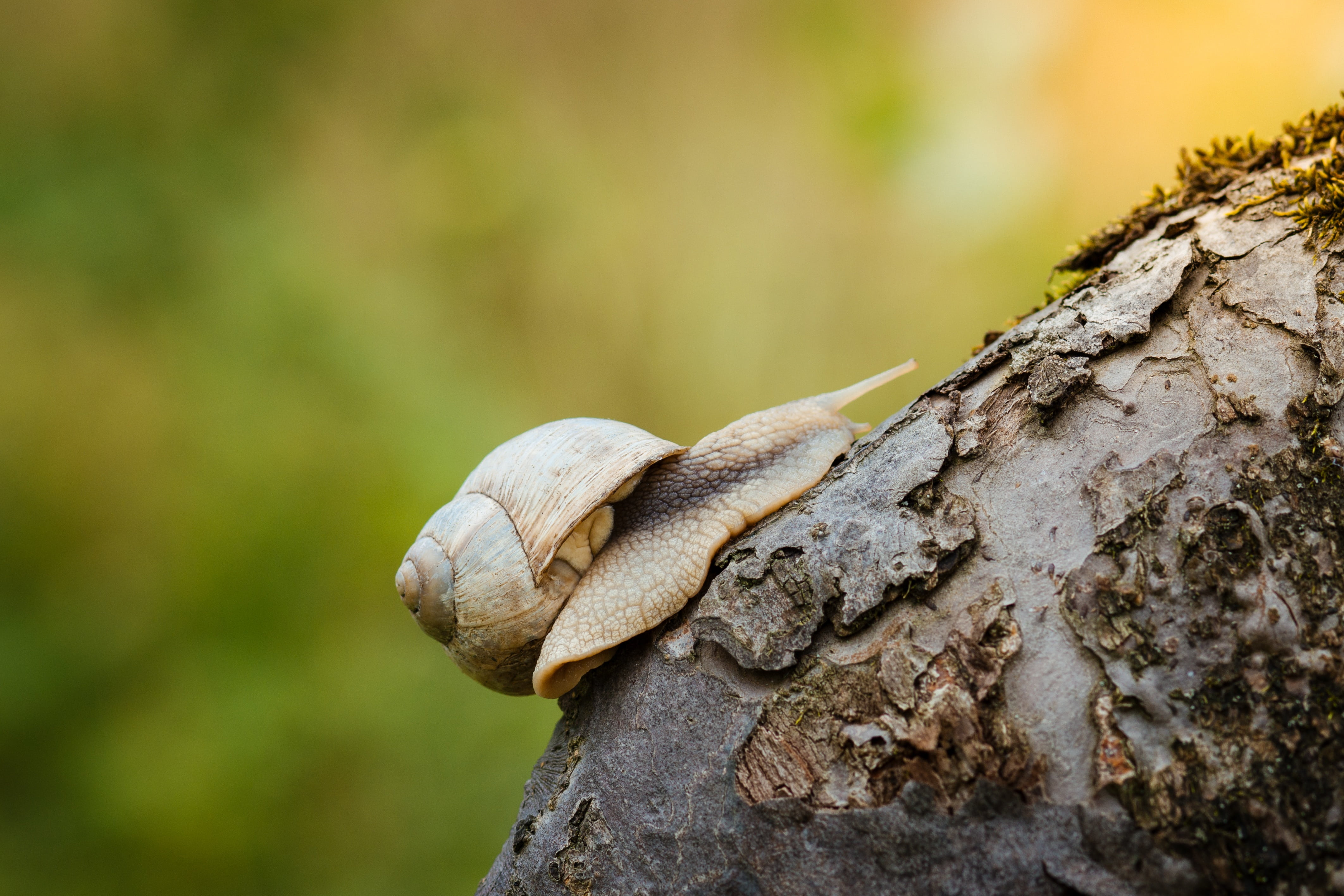 wet, fairy, sun, eatable, brown, one animal, yellow, motion, textured, tree trunk, focus on foreground, crawl, snail, no people, vertebrate, food, selective focus, HD Wallpaper