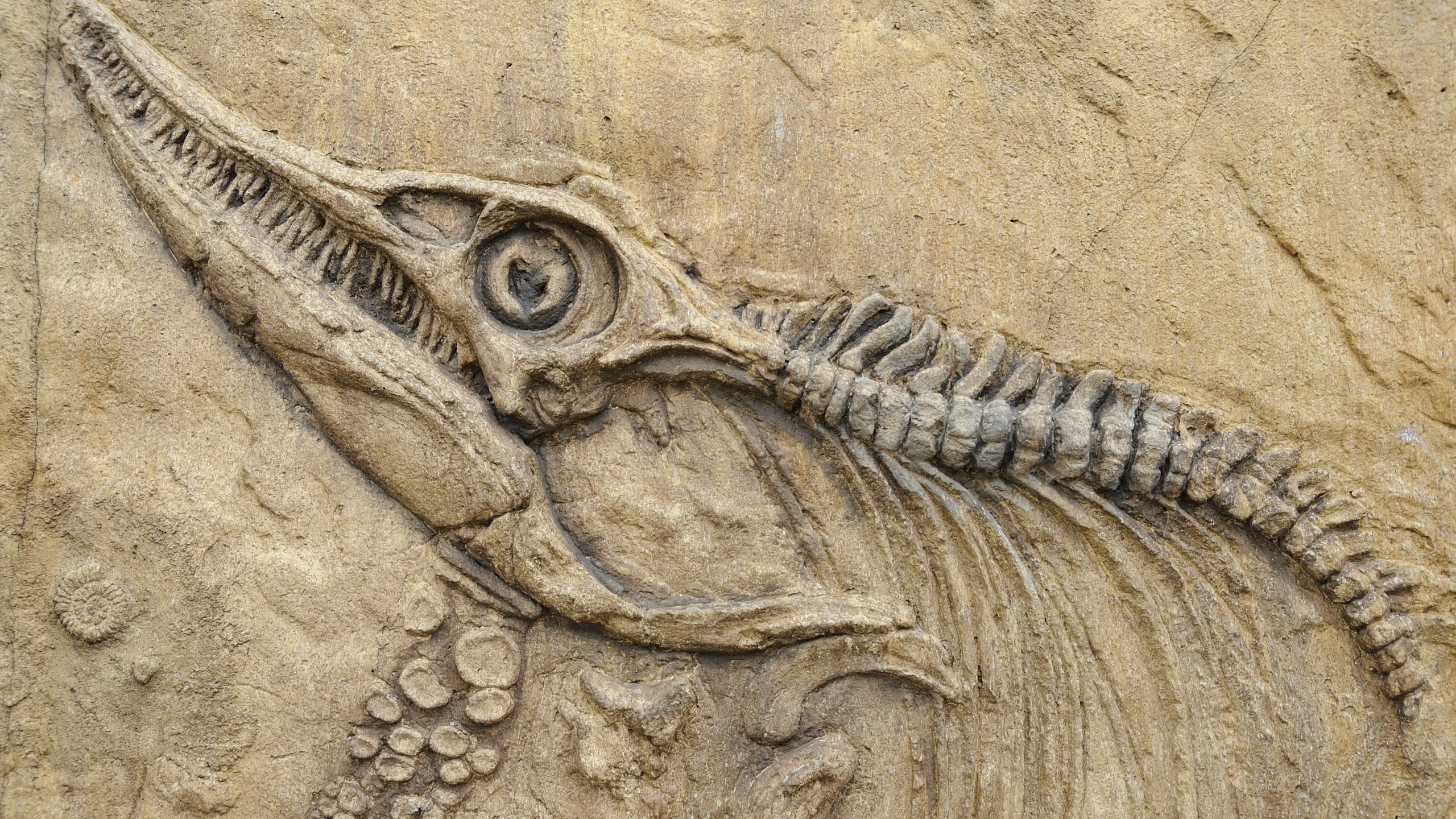 reptile, outdoors, nature animals skull bones prehistoric birds dinosaurs spine stone fangs fossil, craft, backgrounds, vertebrate, creativity, sculpture, HD Wallpaper