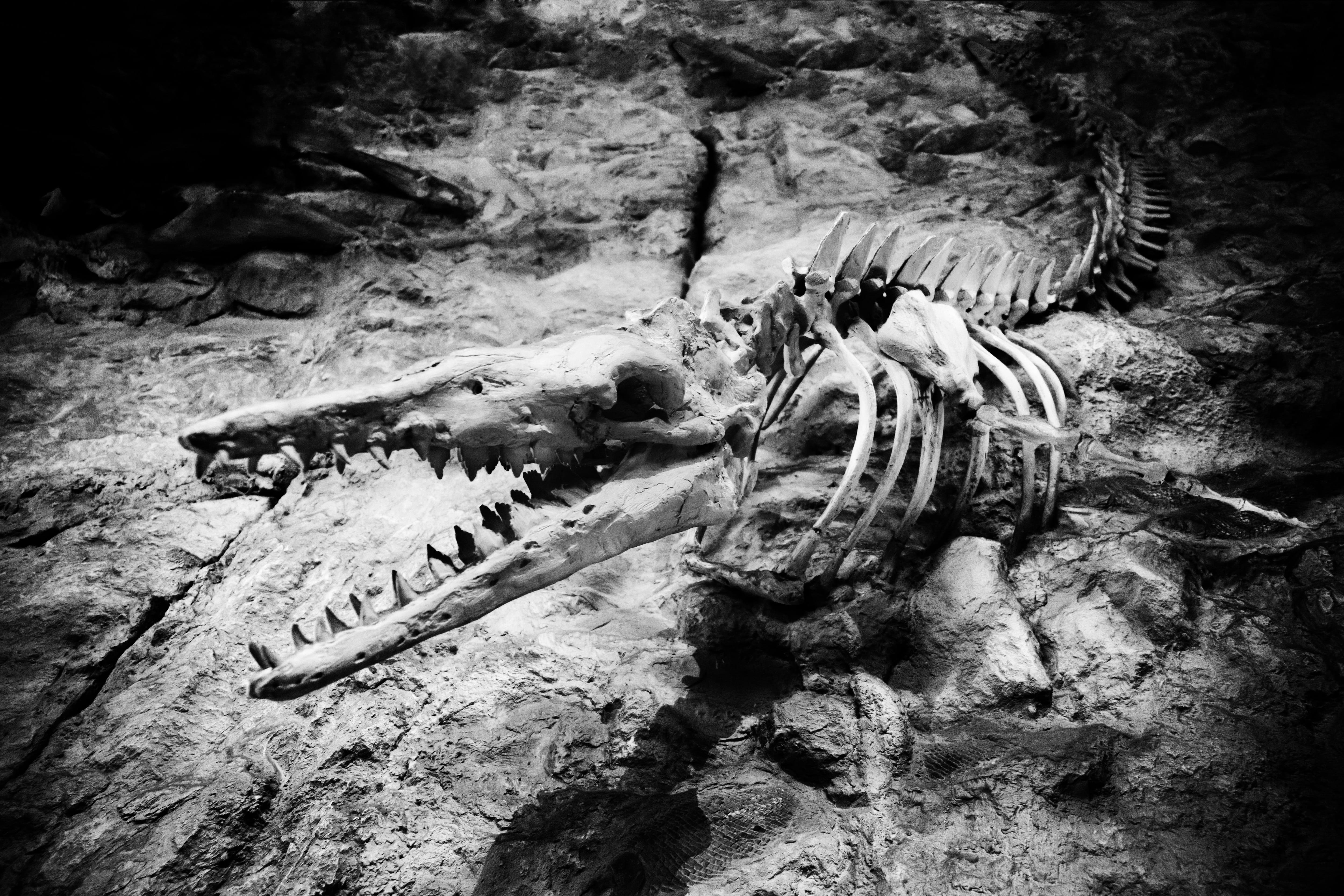 Bones, fossil, Bone, animal bone, 4K, Creature, animals in the wild, nature, animal skeleton, head, Animal, reptile, vertebrate, prehistoric, jaw, extinct, HD Wallpaper