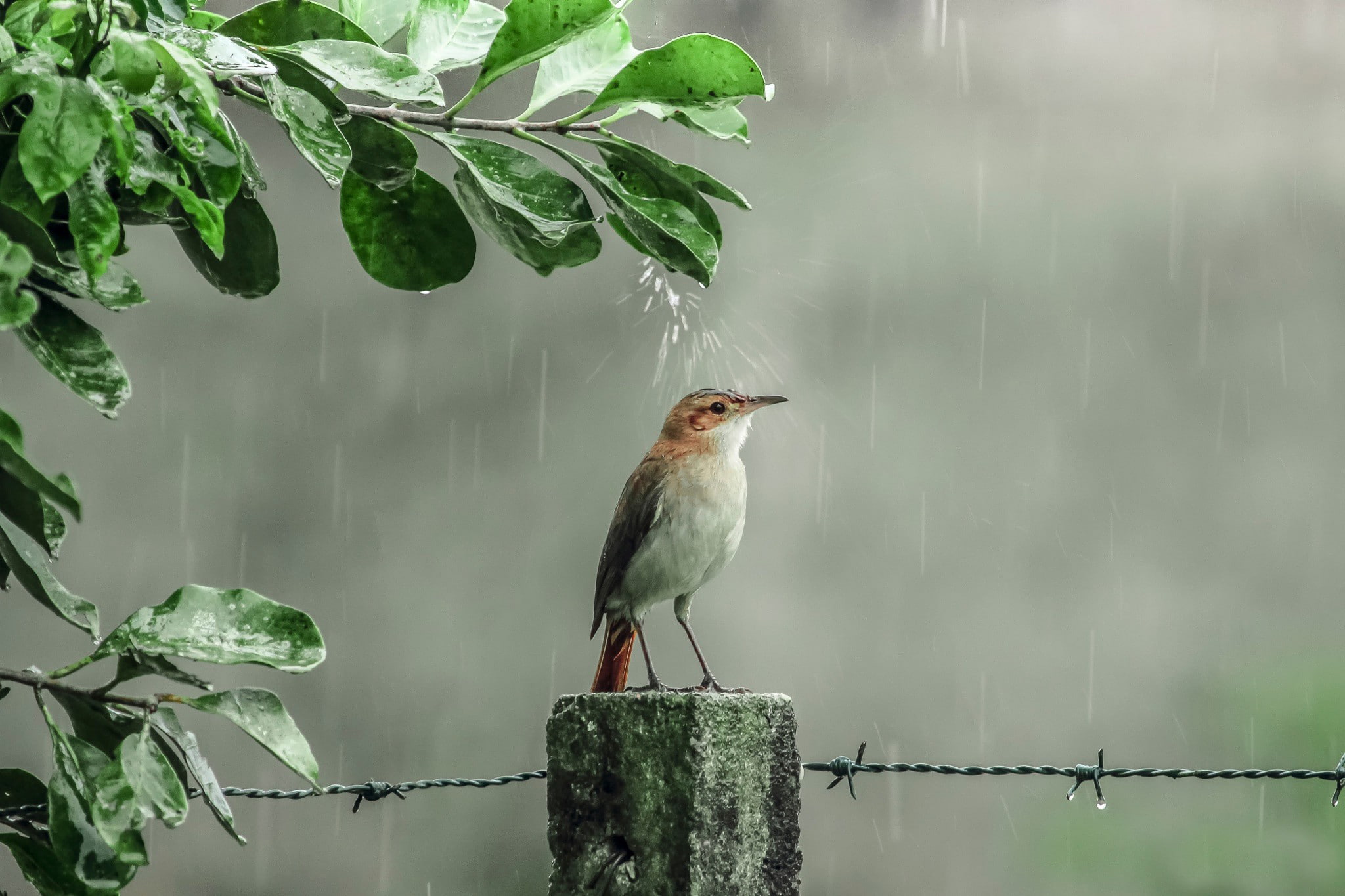 shower, 1080P, drops, rain, Bird, HD Wallpaper