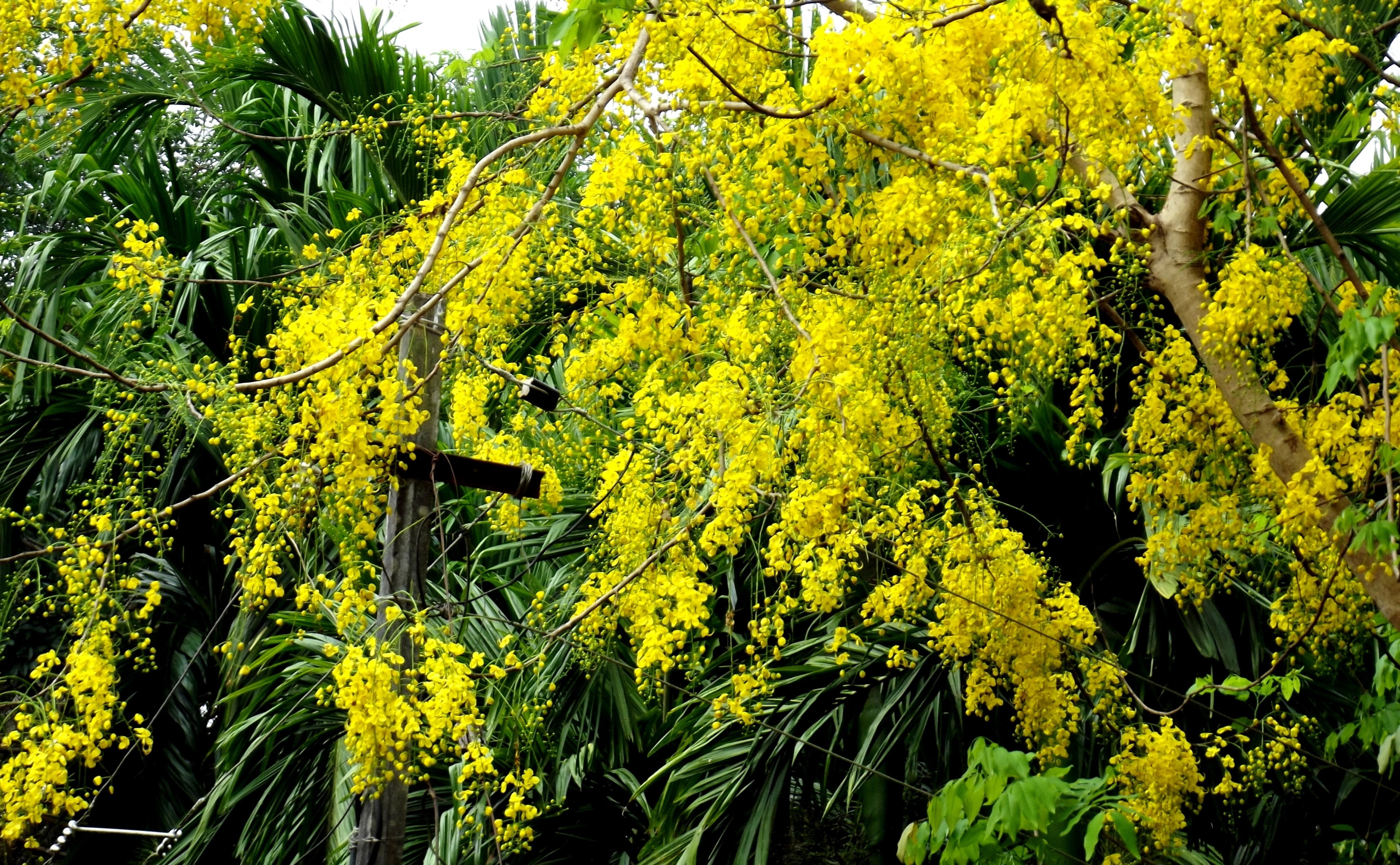 Bloom, golden shower tree, spring, tranquility, Photography, no people, freshness, plant, Nature, Yellow, yellow flowers, scenics - nature, forest, beauty in nature, HD Wallpaper