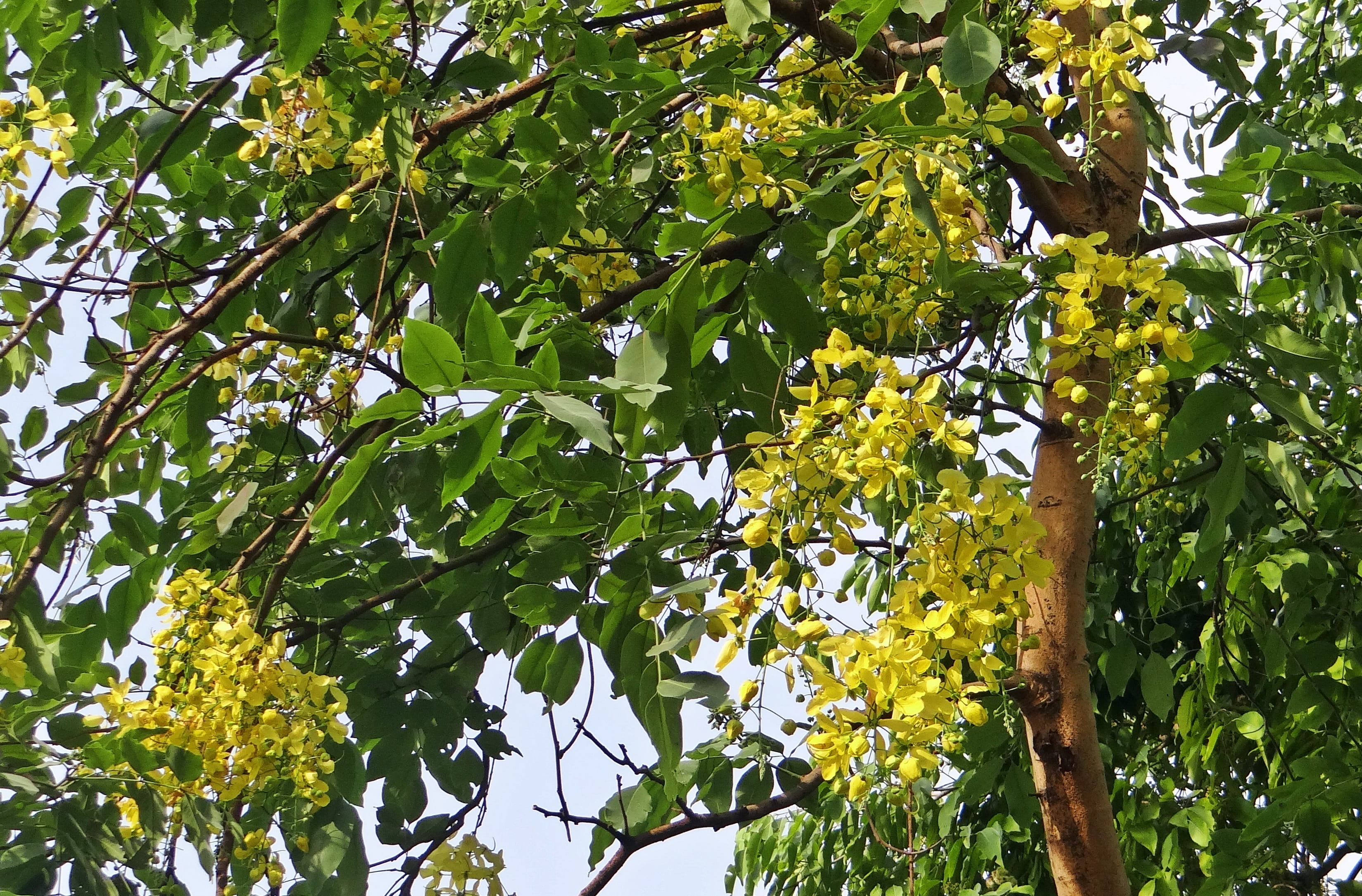 tranquility, plant part, sunlight, healthy eating, tree, plant, outdoors, cassia fistula, fruit, no people, fabaceae, green color, india, 2K, day, flora, HD Wallpaper