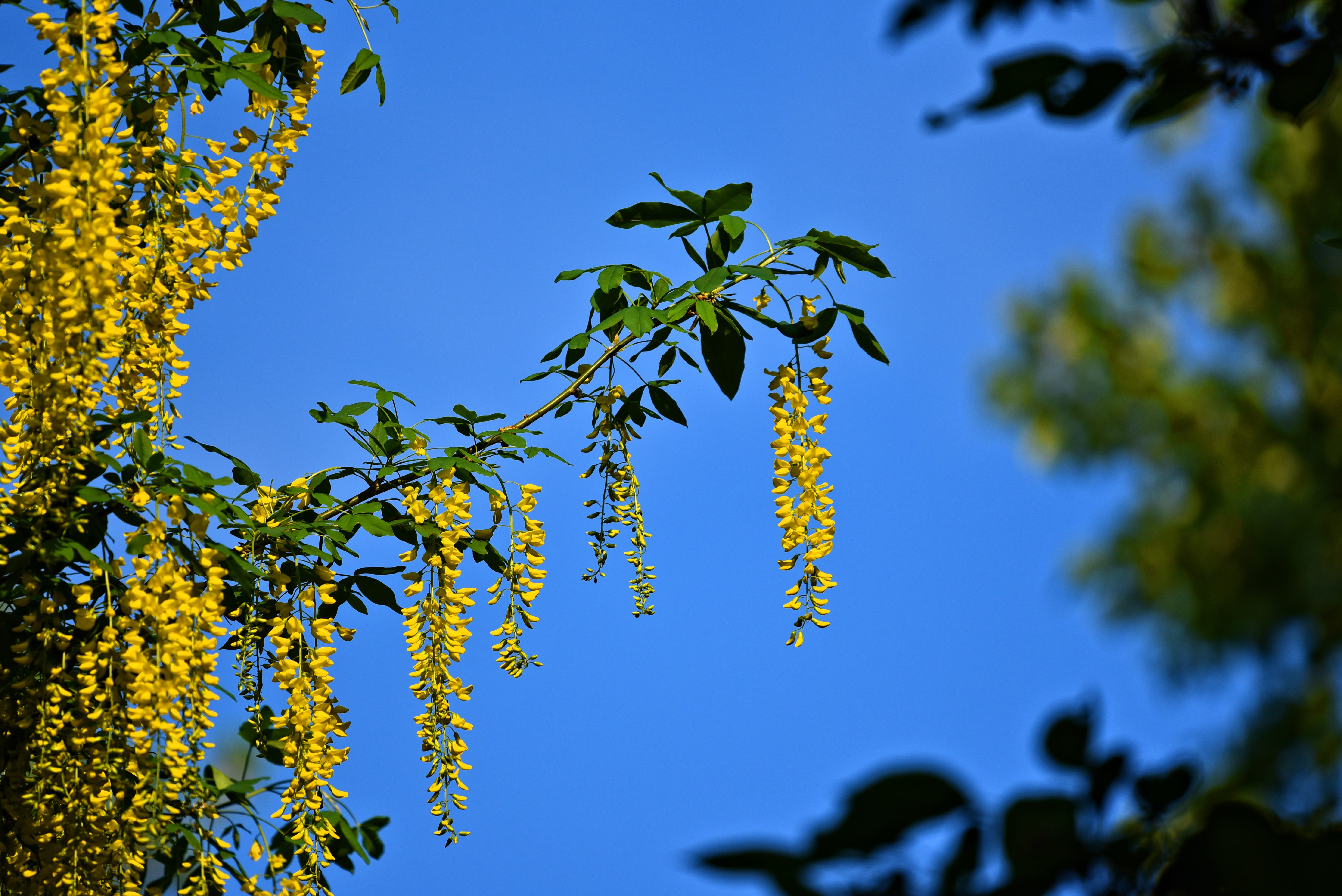 sky, flowers, plant, growth, seasonal, poisonous, food, flowering, common laburnum, decoration, outdoors, small tree, sunlight, golden chain, flower, food and drink, HD Wallpaper