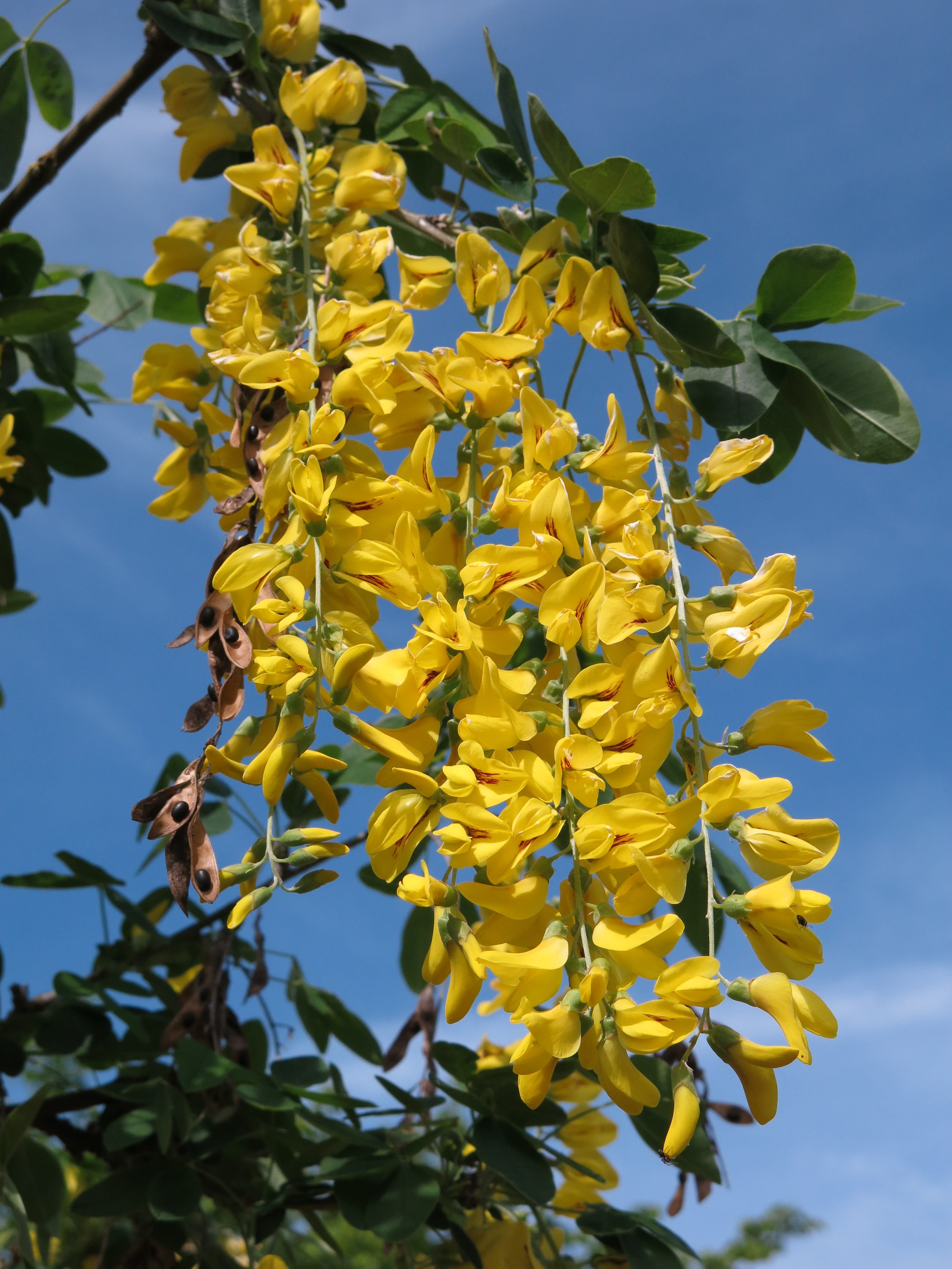plant part, vulnerability, laburnum, plant, outdoors, close-up, freshness, nature, ordinary gold rain, golden, leaf, inflorescence, flower head, day, flowering plant, Phone HD Wallpaper
